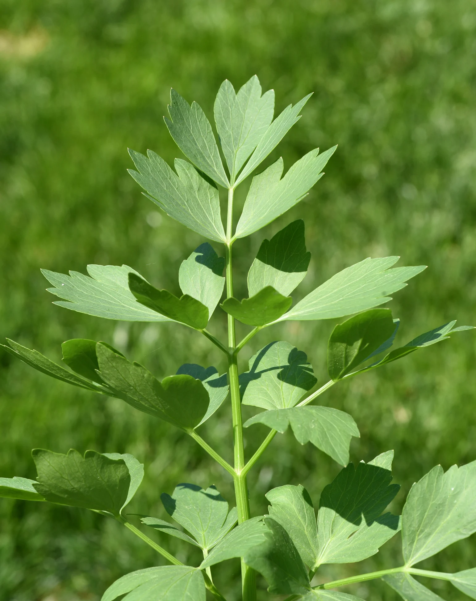 4 Unusual Herbs to Grow at Home