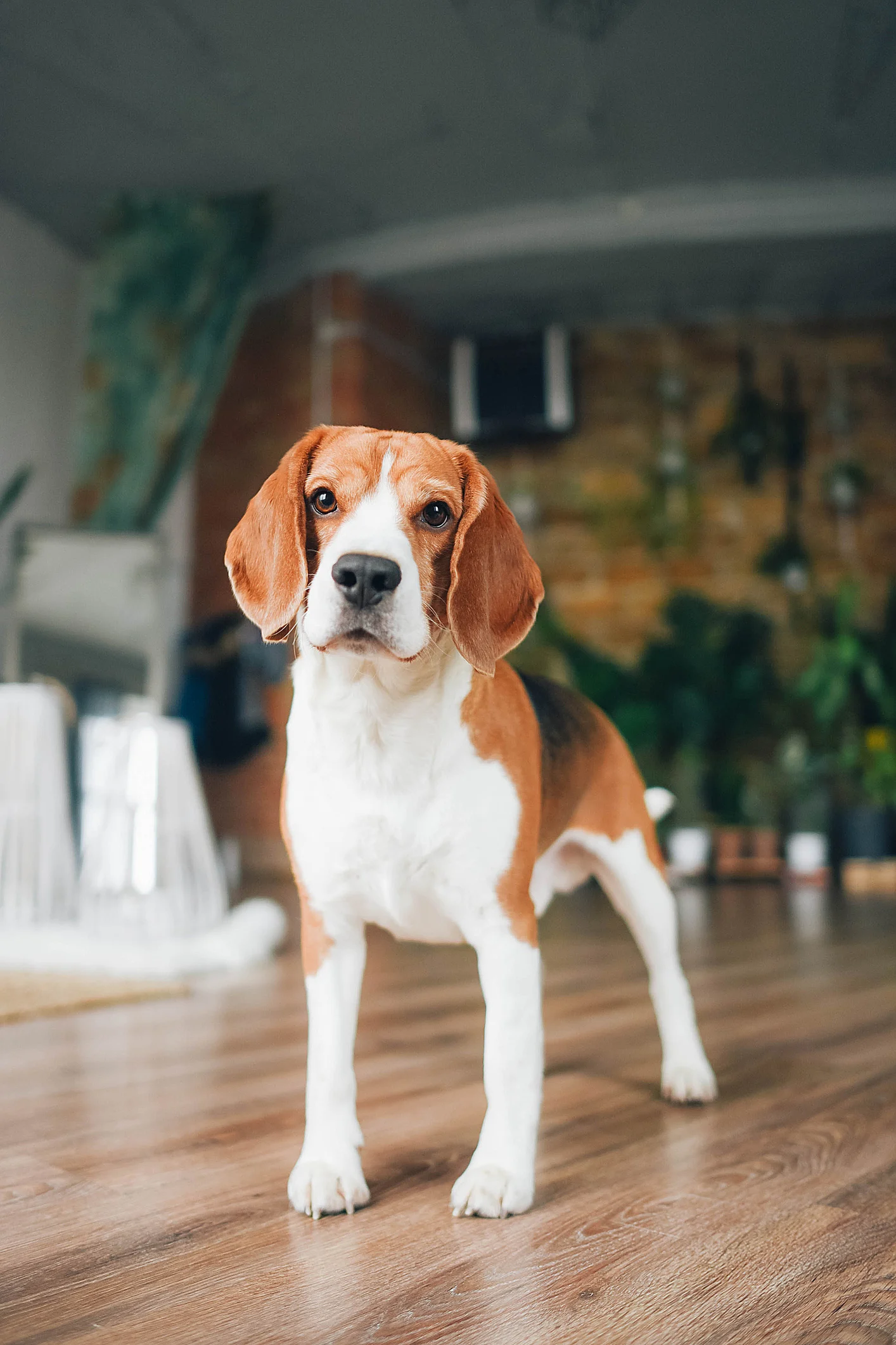 Dogs Innately Understand Humans in Ways That Wolves Can't, Experiment Shows