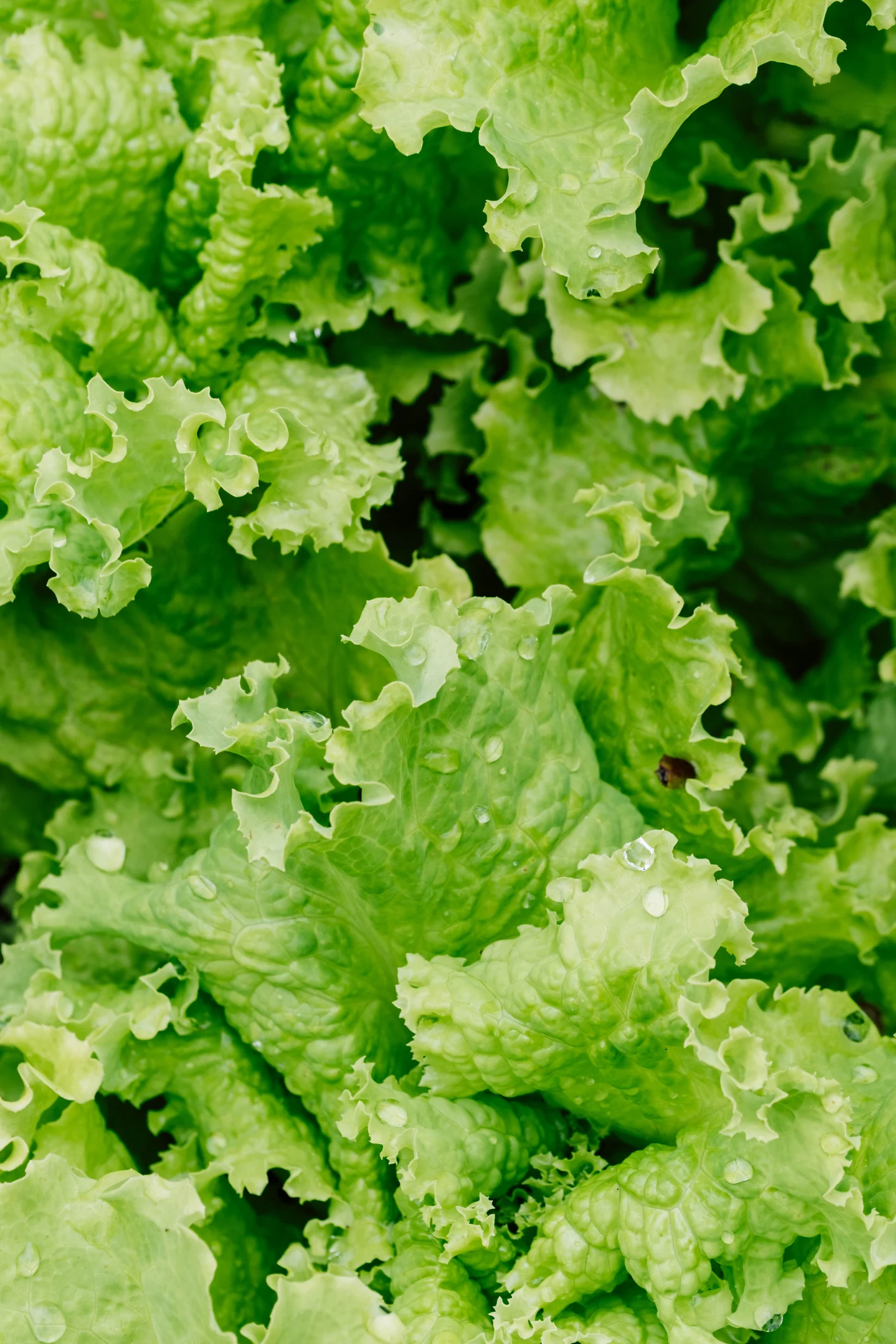 Cómo plantar lechuga en casa: tu guía para disfrutar de este alimento del balcón a la mesa