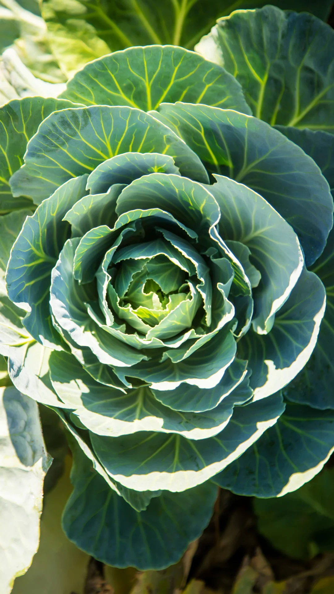 How to look after home-grown veggies and herbs during a washout