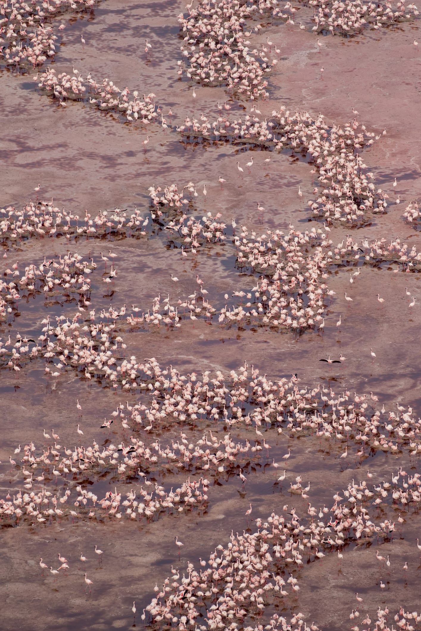 Il lago di Natron: perché è rosso e come fa a “pietrificare” gli animali