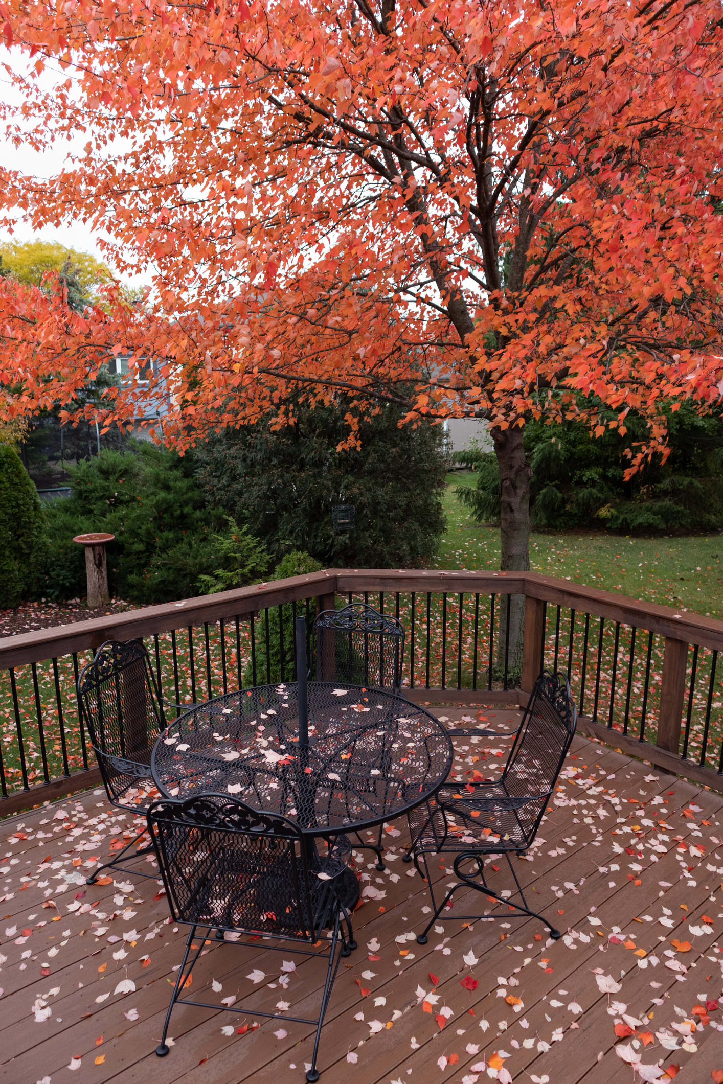 How to Make a Wetland Garden in Your Backyard