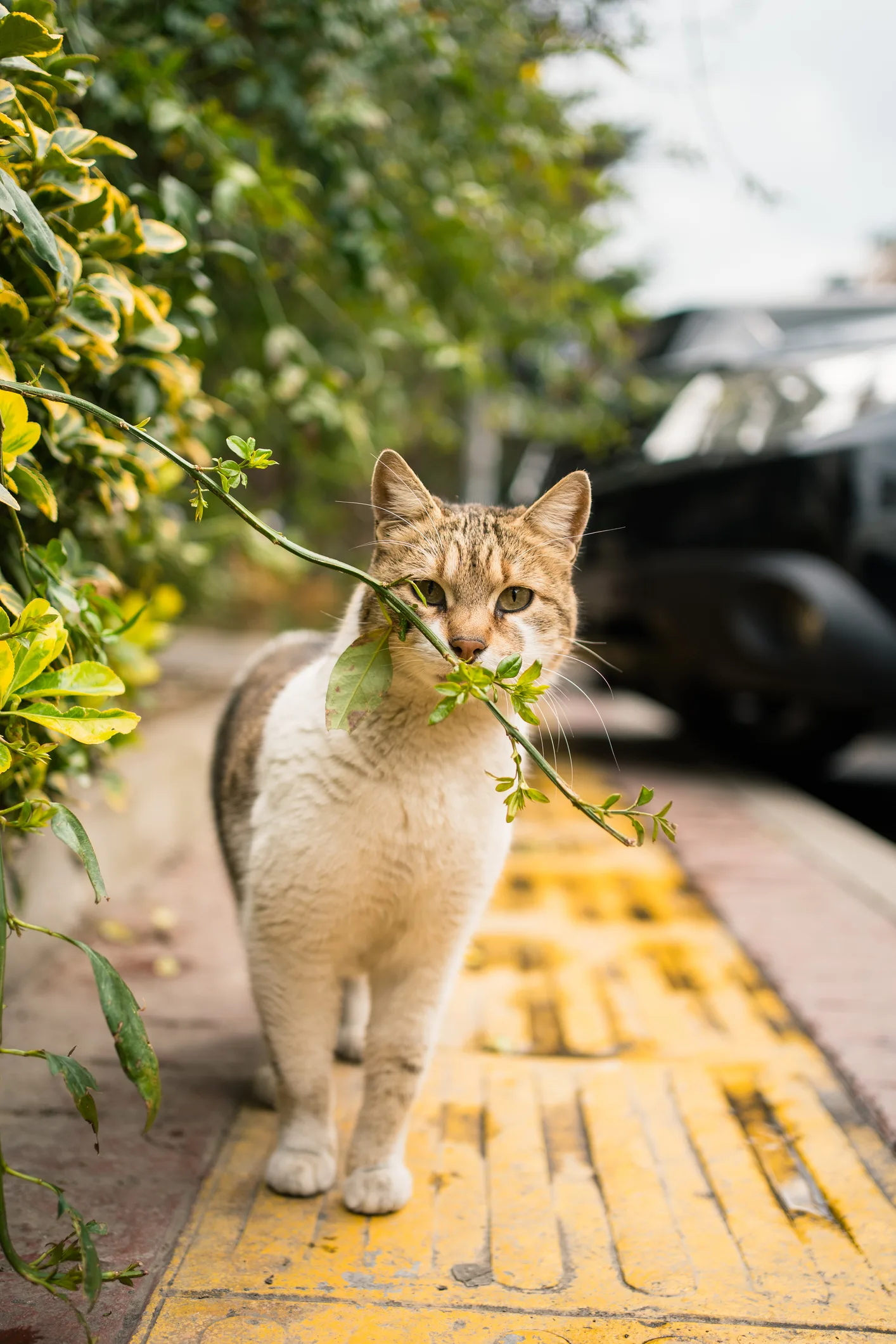 Gatos: ¿Por qué decimos que los ‘michis’ tienen 7 vidas?