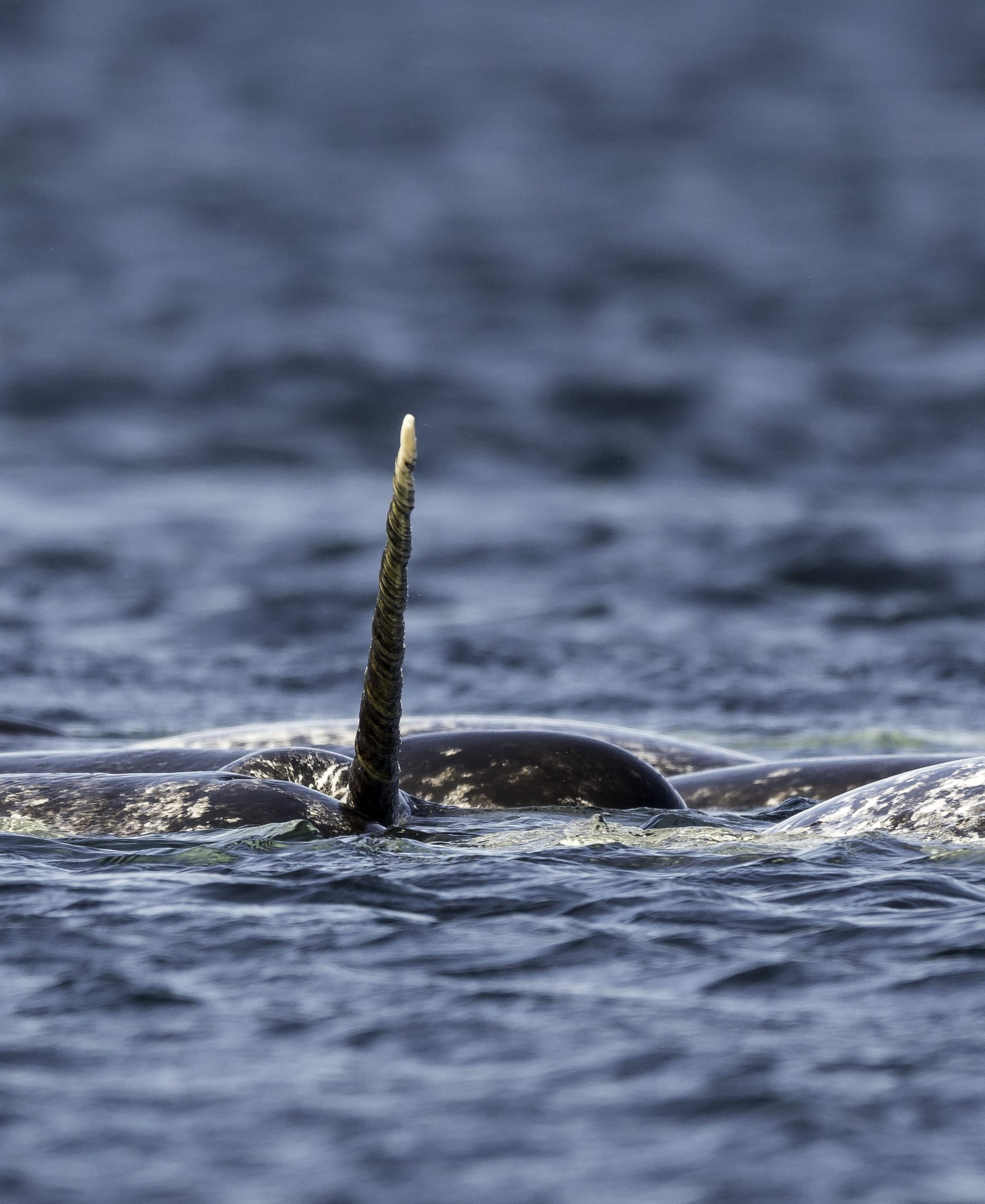 Questo animale è definito l’unicorno del mare: lo conoscete e sapete dove vive?