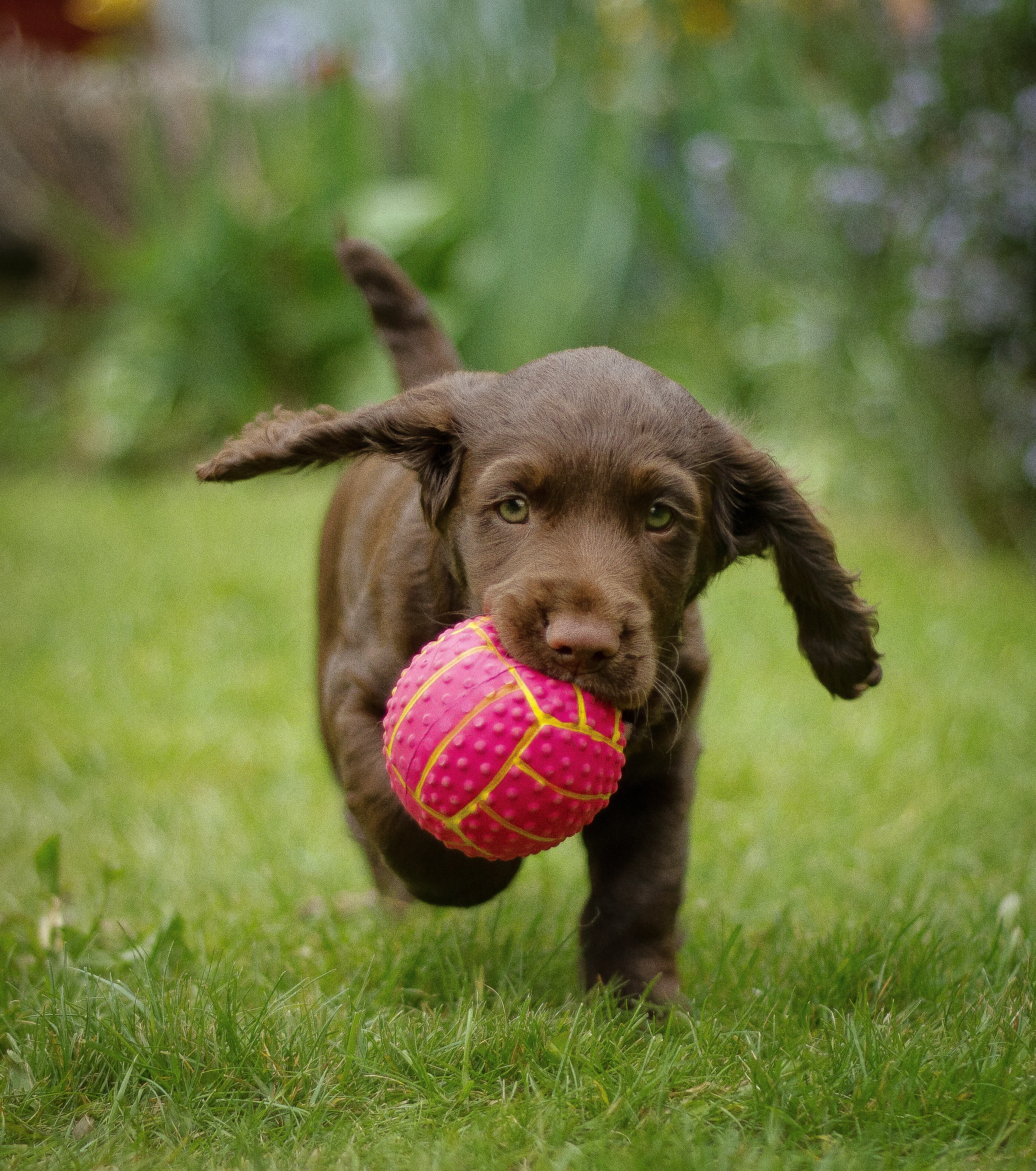 Jugar a la pelota con el perro, una actividad con muchos beneficios y algunos peligros que es importante evitar