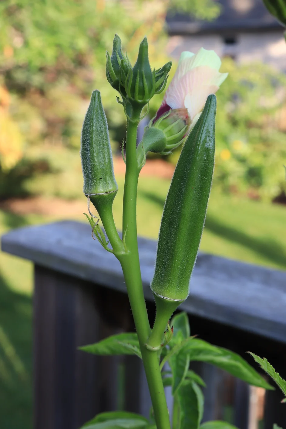 نباتات قادرة على تصفية المياه المبتذلة من البلاستيك الدقيق