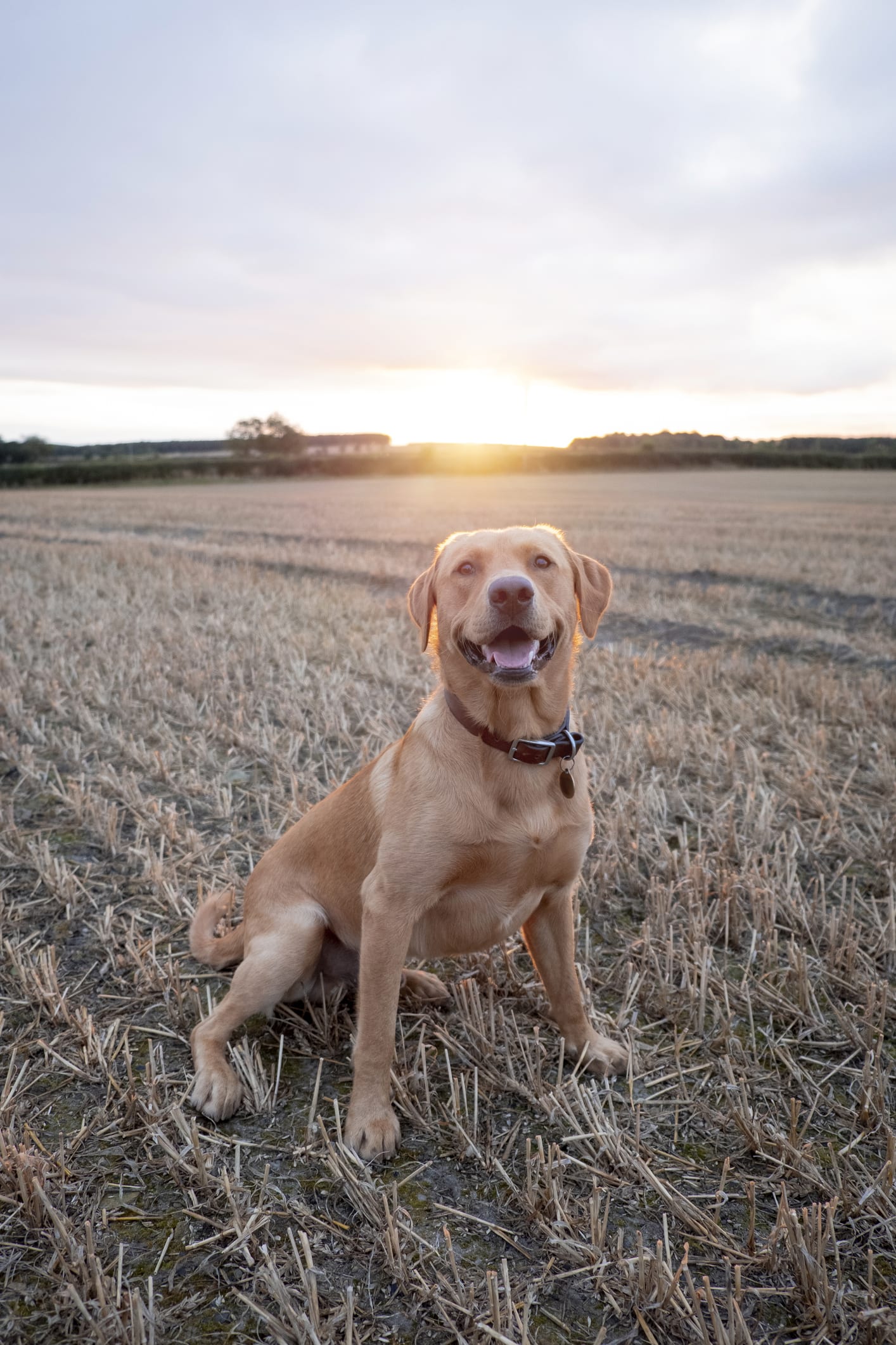 Voici les 5 races de chiens qui vivent le plus longtemps
