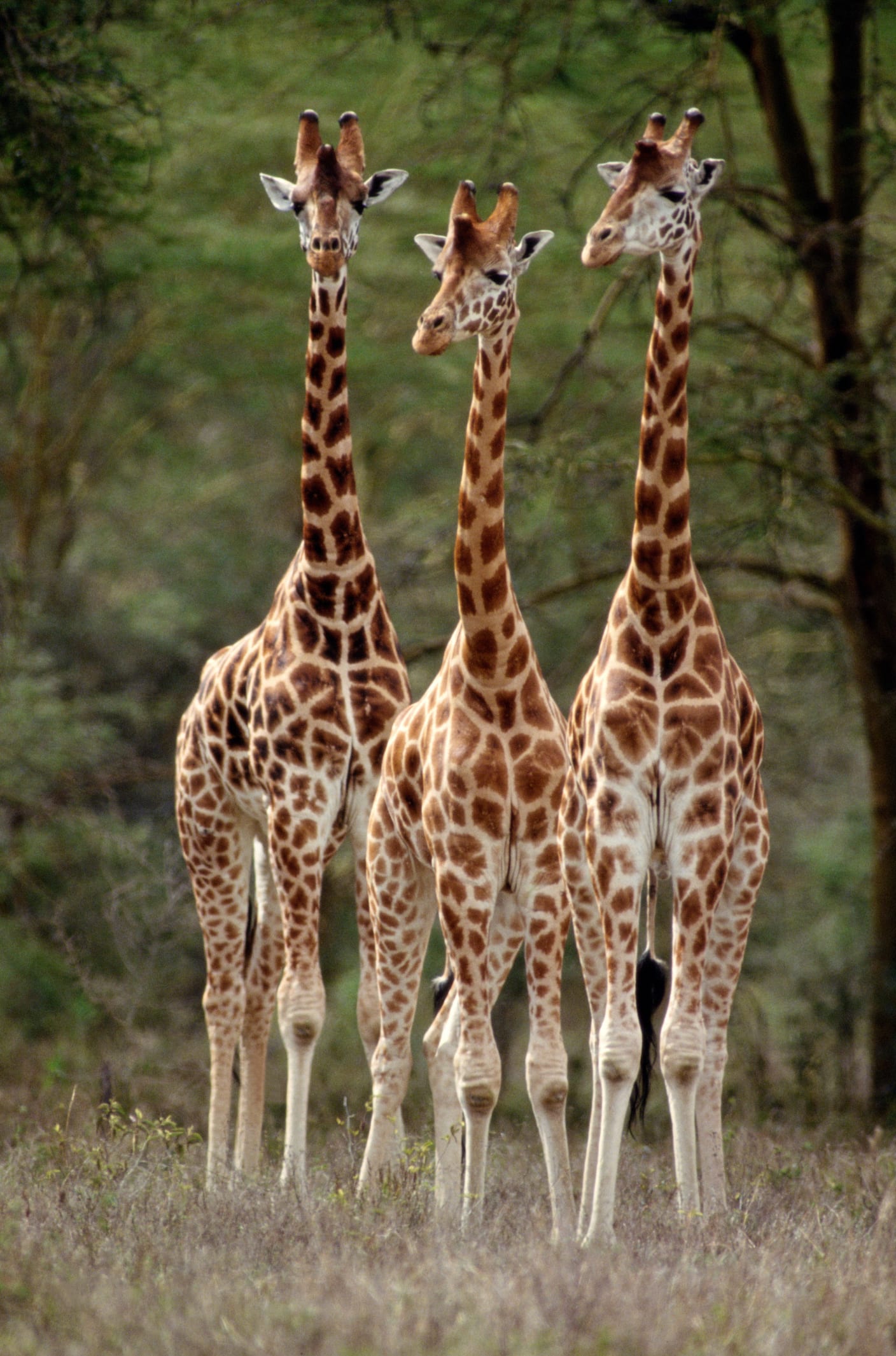Le long cou des girafes cache en fait une féroce arme sexuelle