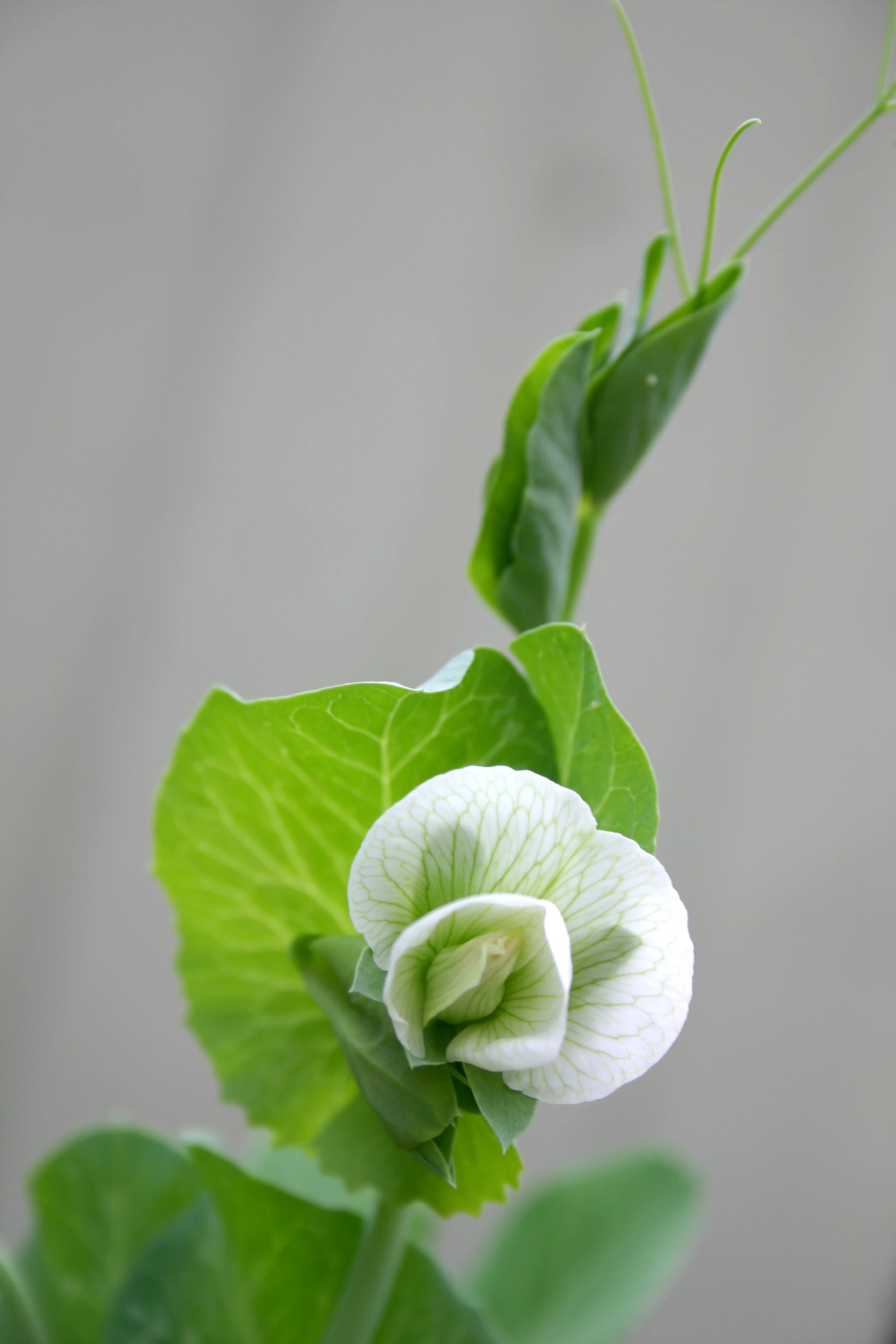 ข่าวดีไทยพบ 