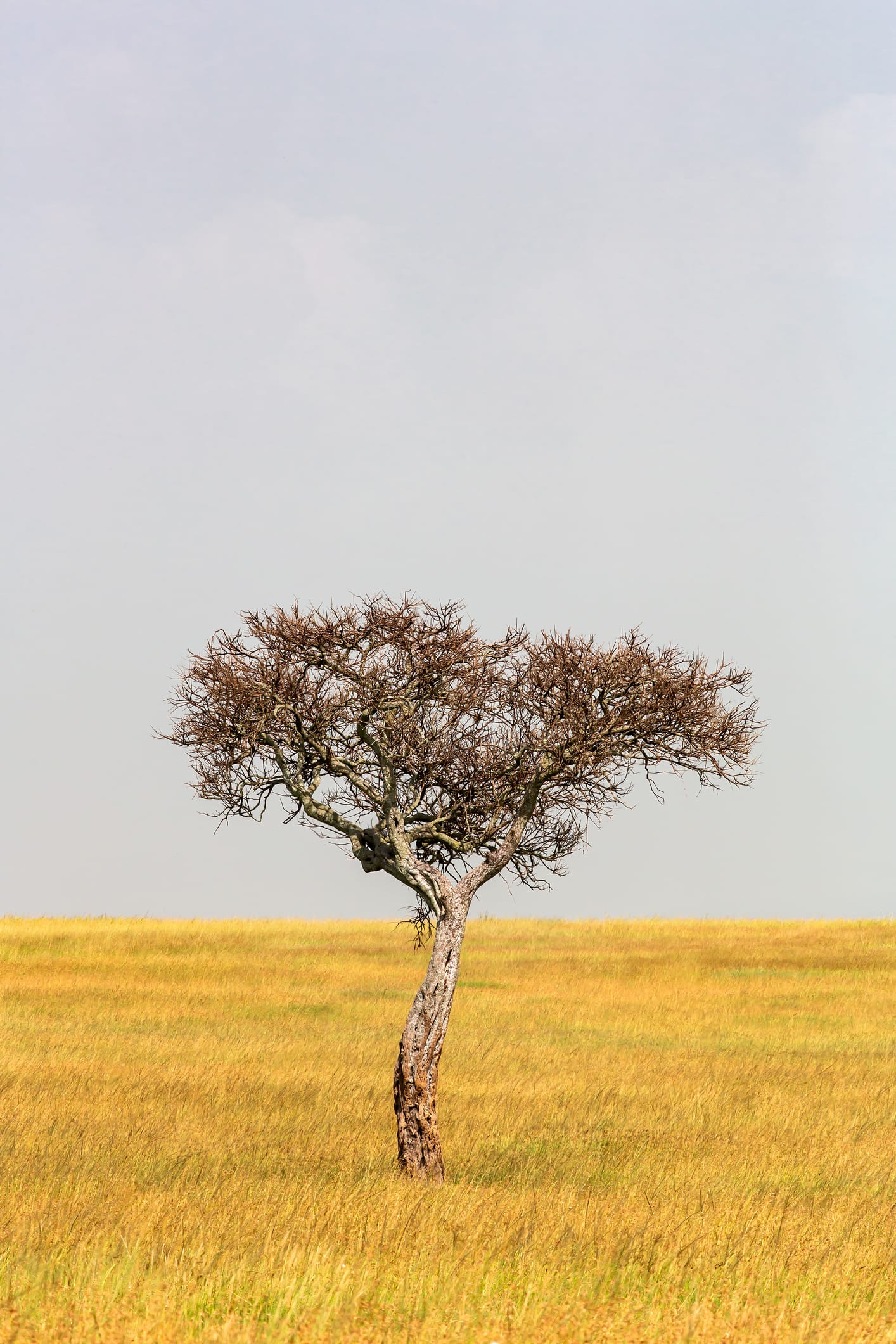 Suôi Thầu - 'thảo nguyên châu Âu' ở Hà Giang