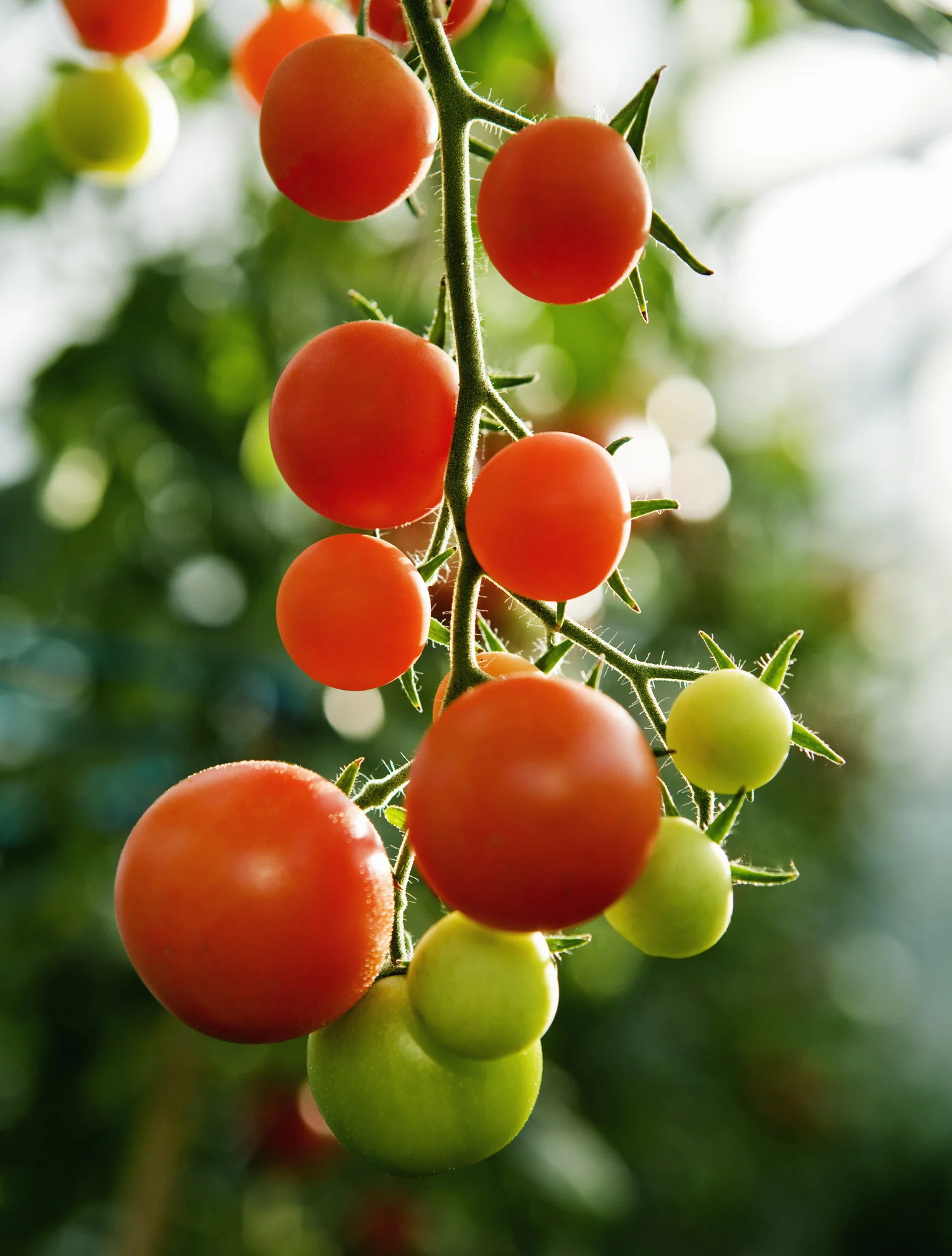 Cómo cultivar tomates en tu casa (incluso si no tienes terraza)