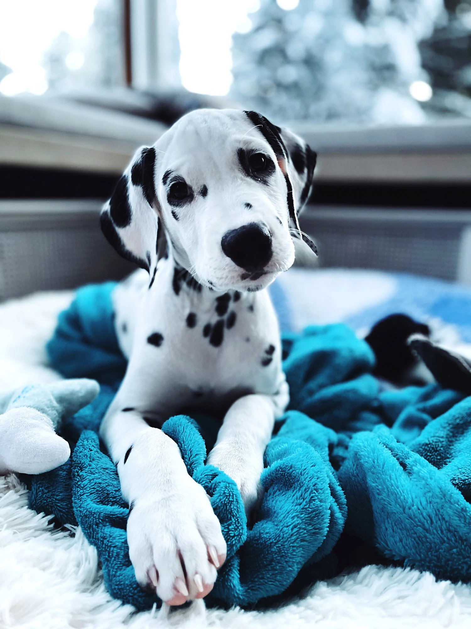 Fuertes y cariñosos, algunas características de los perros dálmata