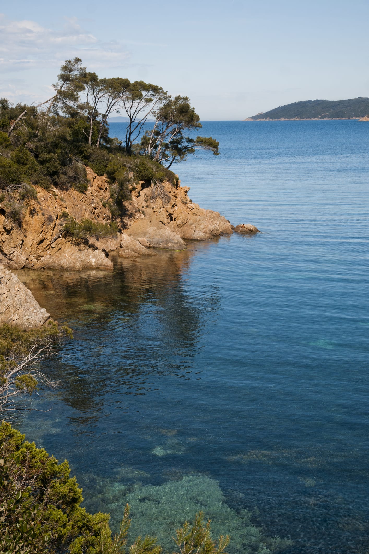 Une algue rouge invasive repérée dans une deuxième zone de Méditerranée française