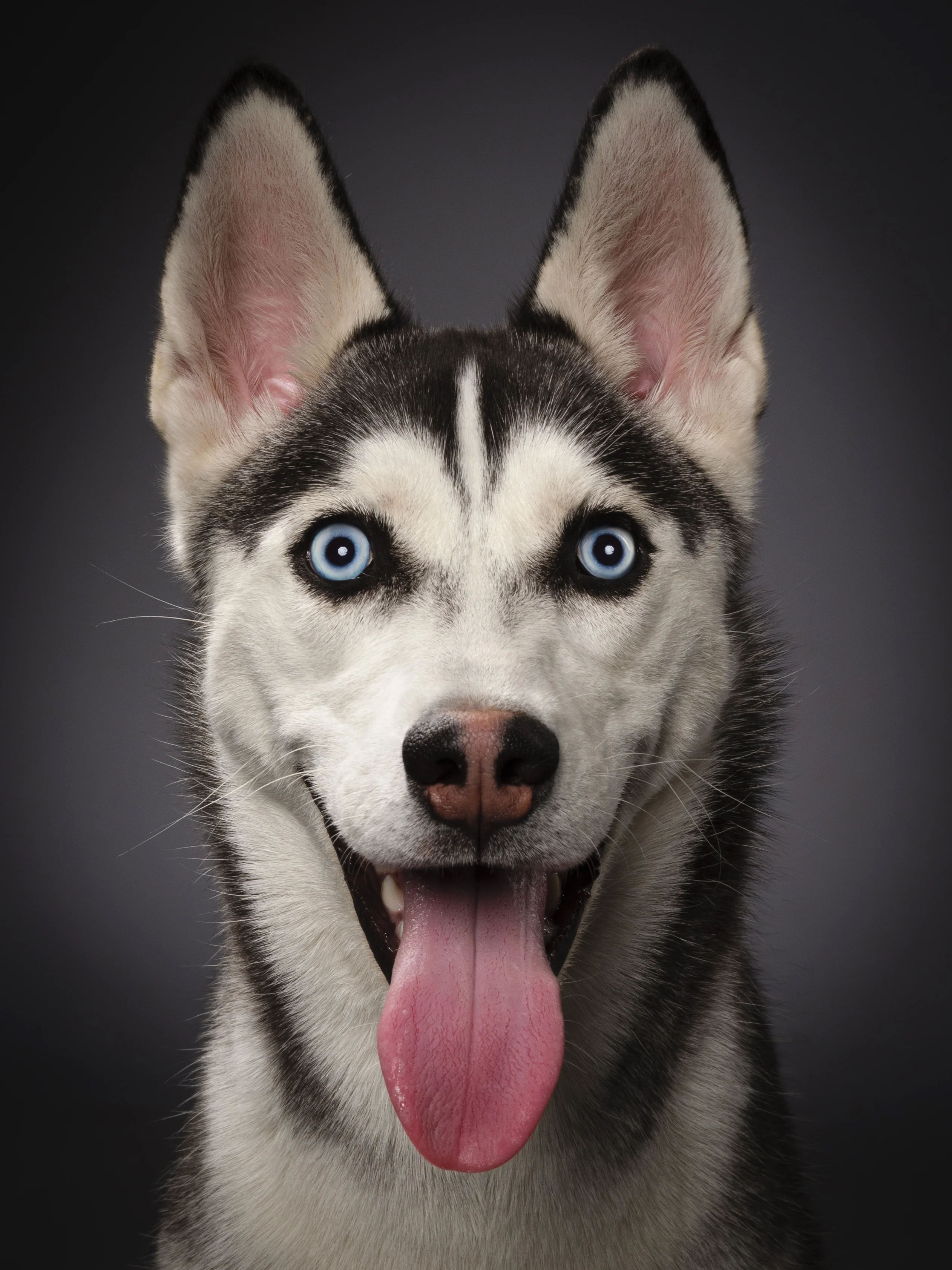 Cómo tratar a un perro recién adoptado: