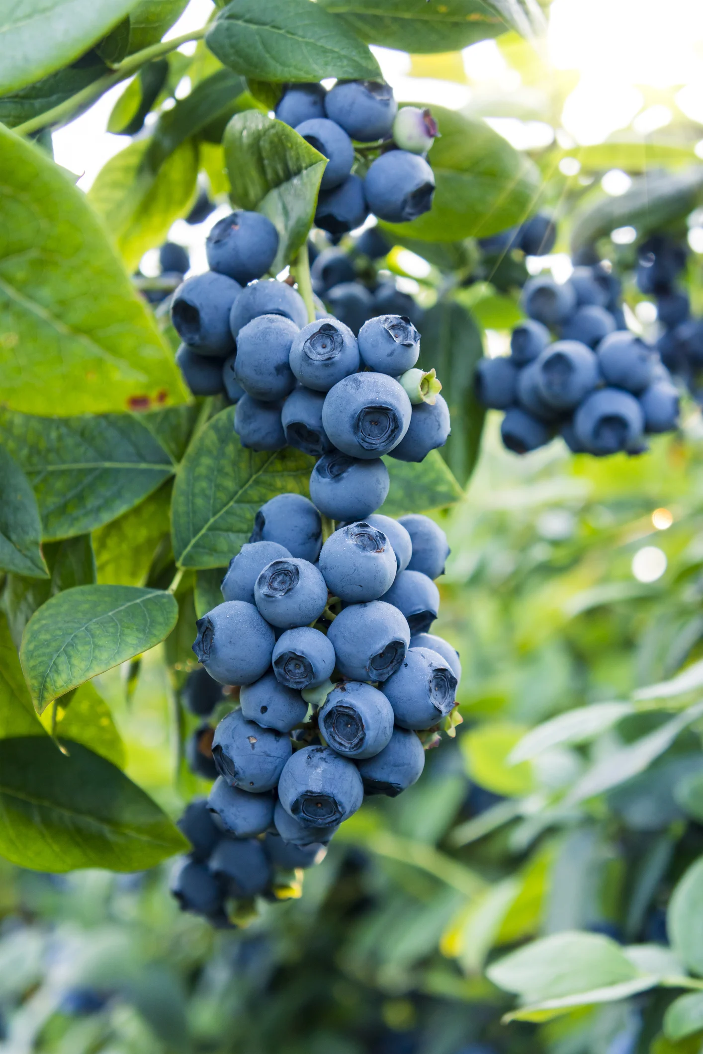Wirklich wahr! DIESE Obstsorte beugt Falten vor
