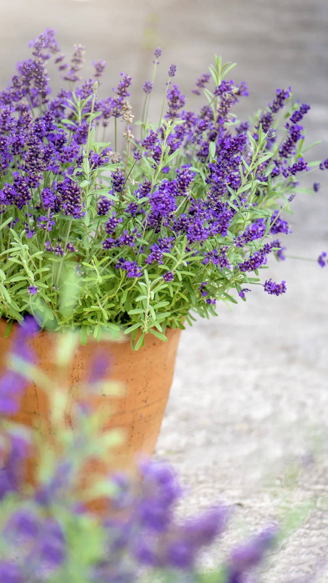 Estas son las plantas de exterior más nobles y resistentes