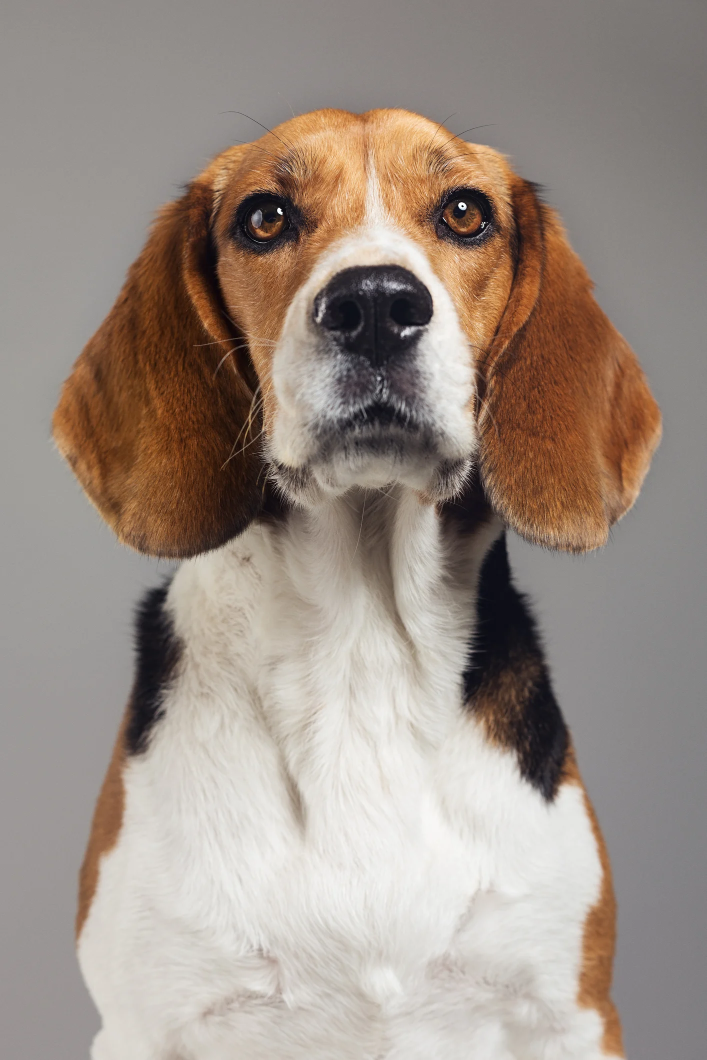 Un estudio afirma que los perros son capaces de reconocer distintos idiomas