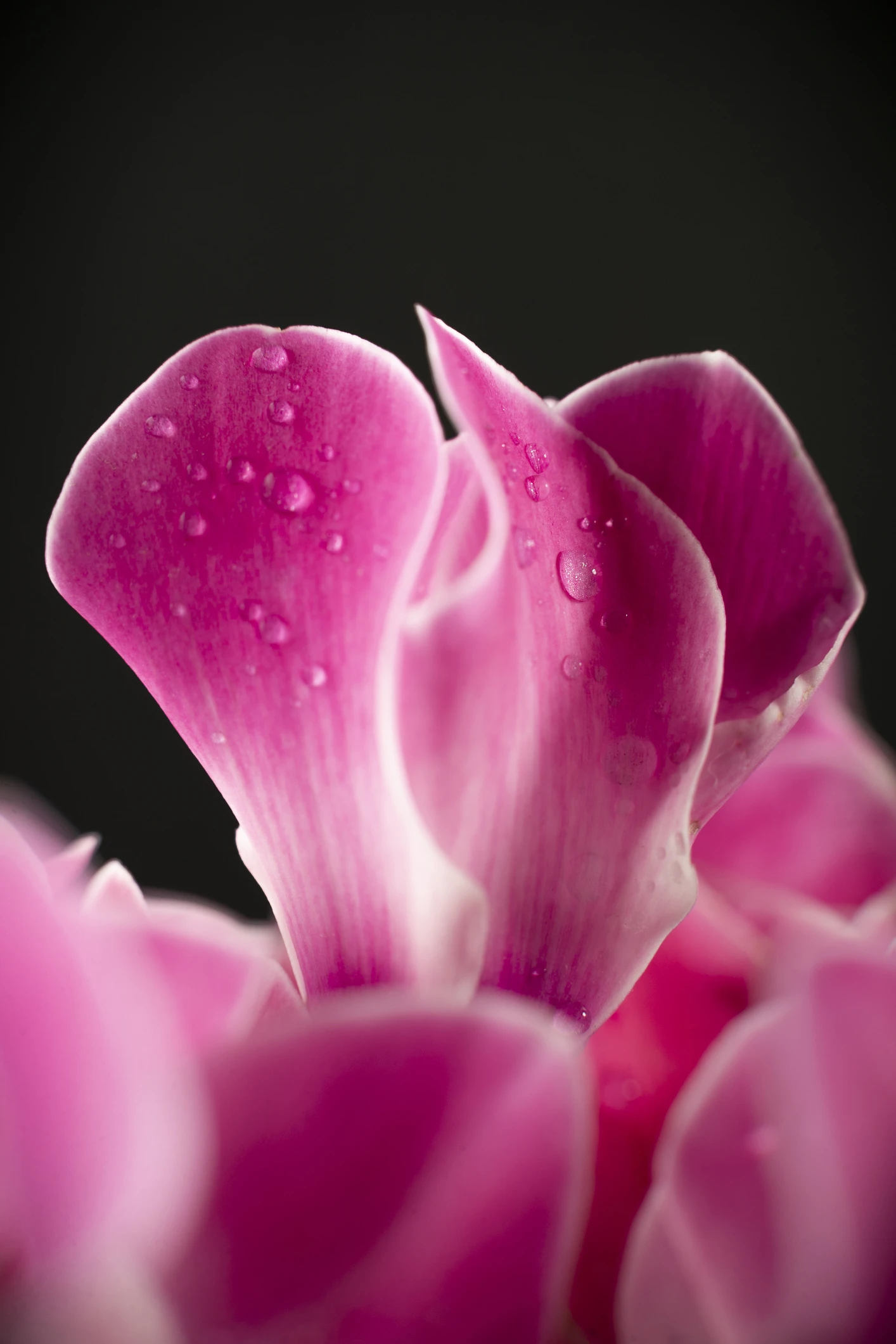 14 plantas de exterior para que puedas presumir de jardín y terraza