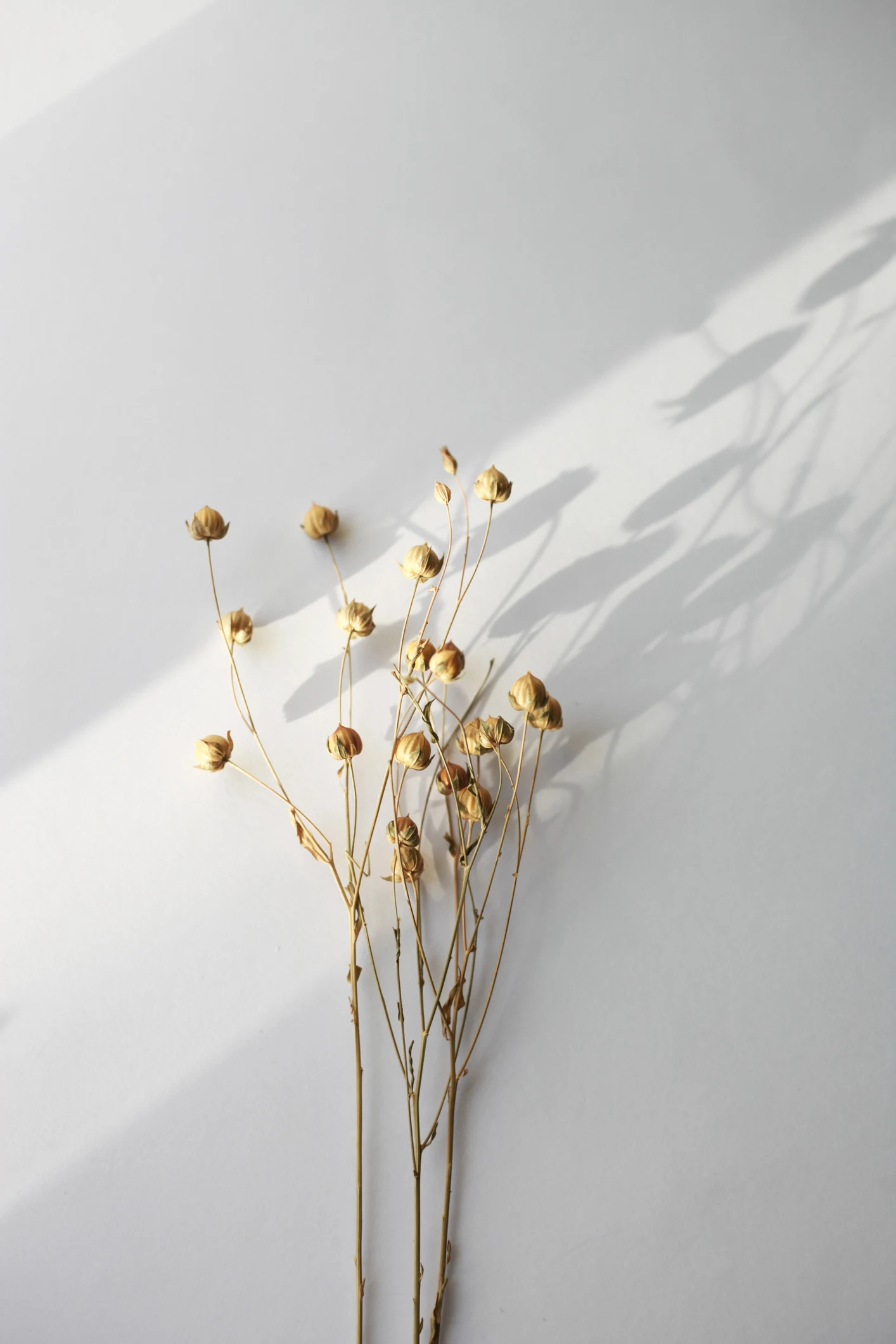 Our favourite dried flowers for brightening up your living room