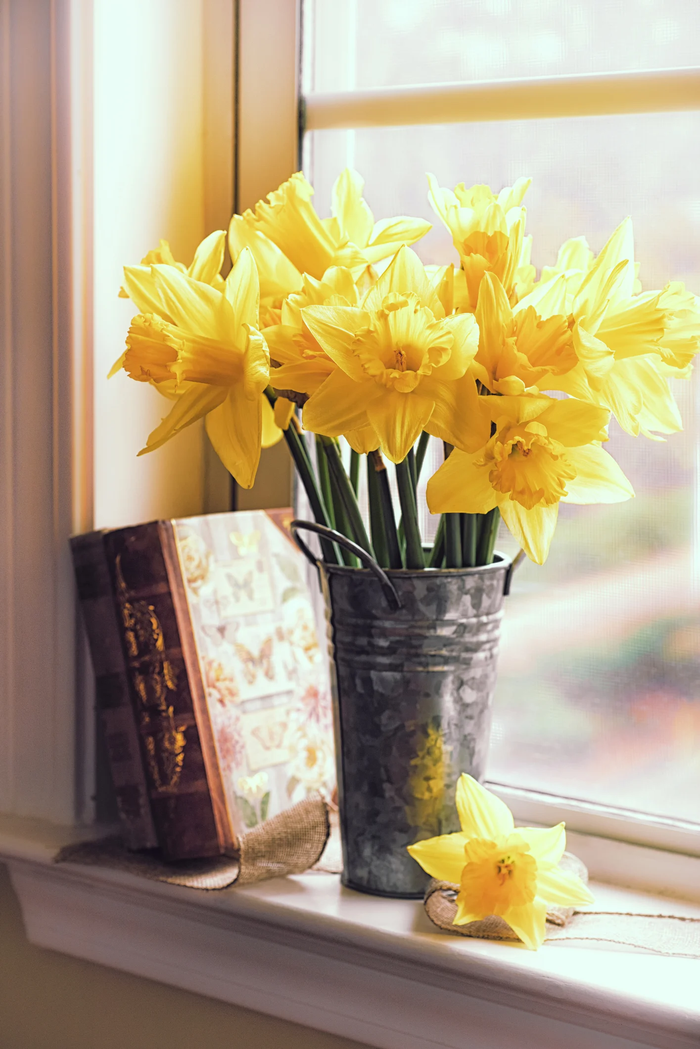 Can you find three daffodils among the spring plants in 40 seconds?