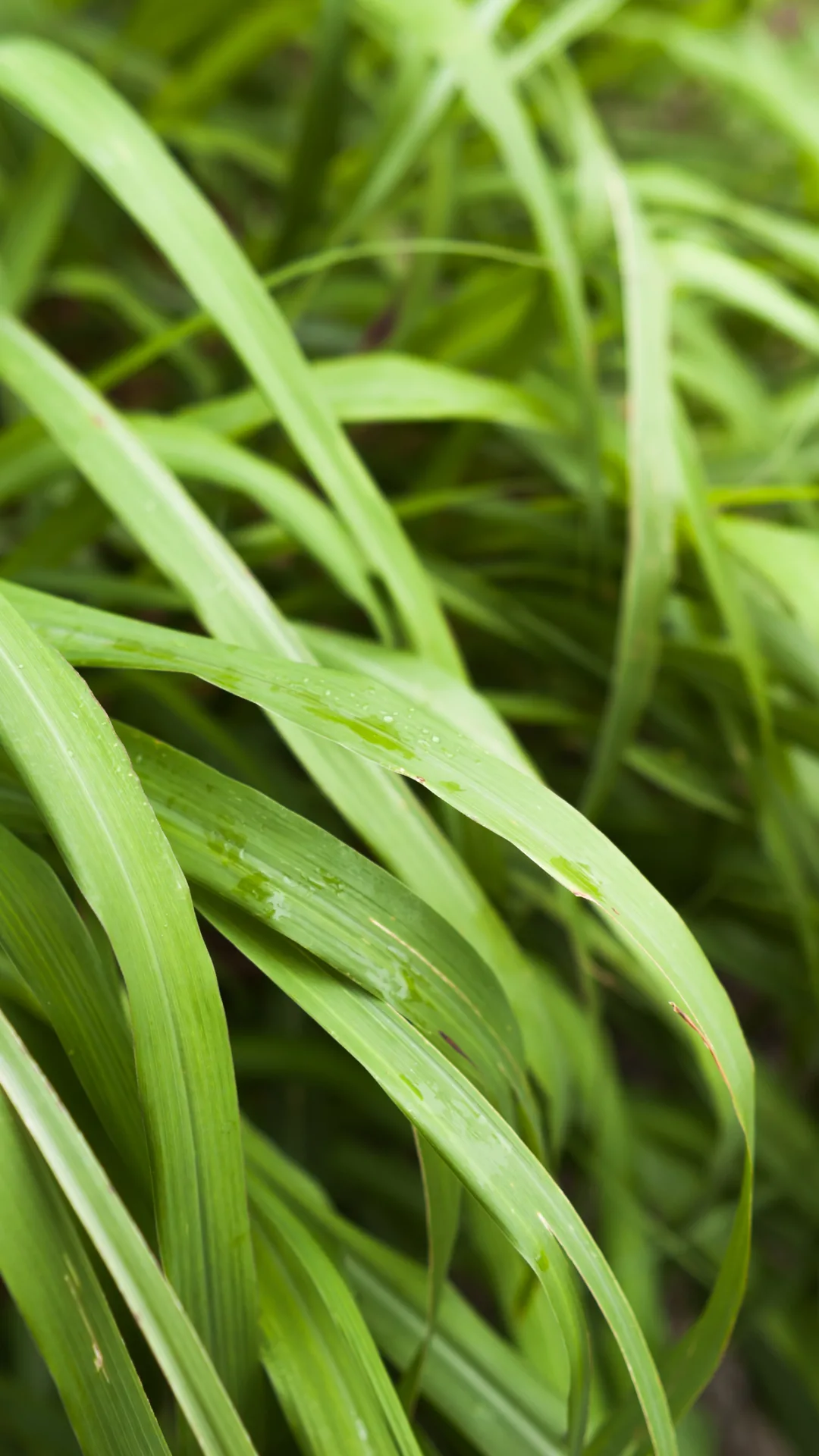 3 plantas anti hormigas que también embellecerán tu jardín