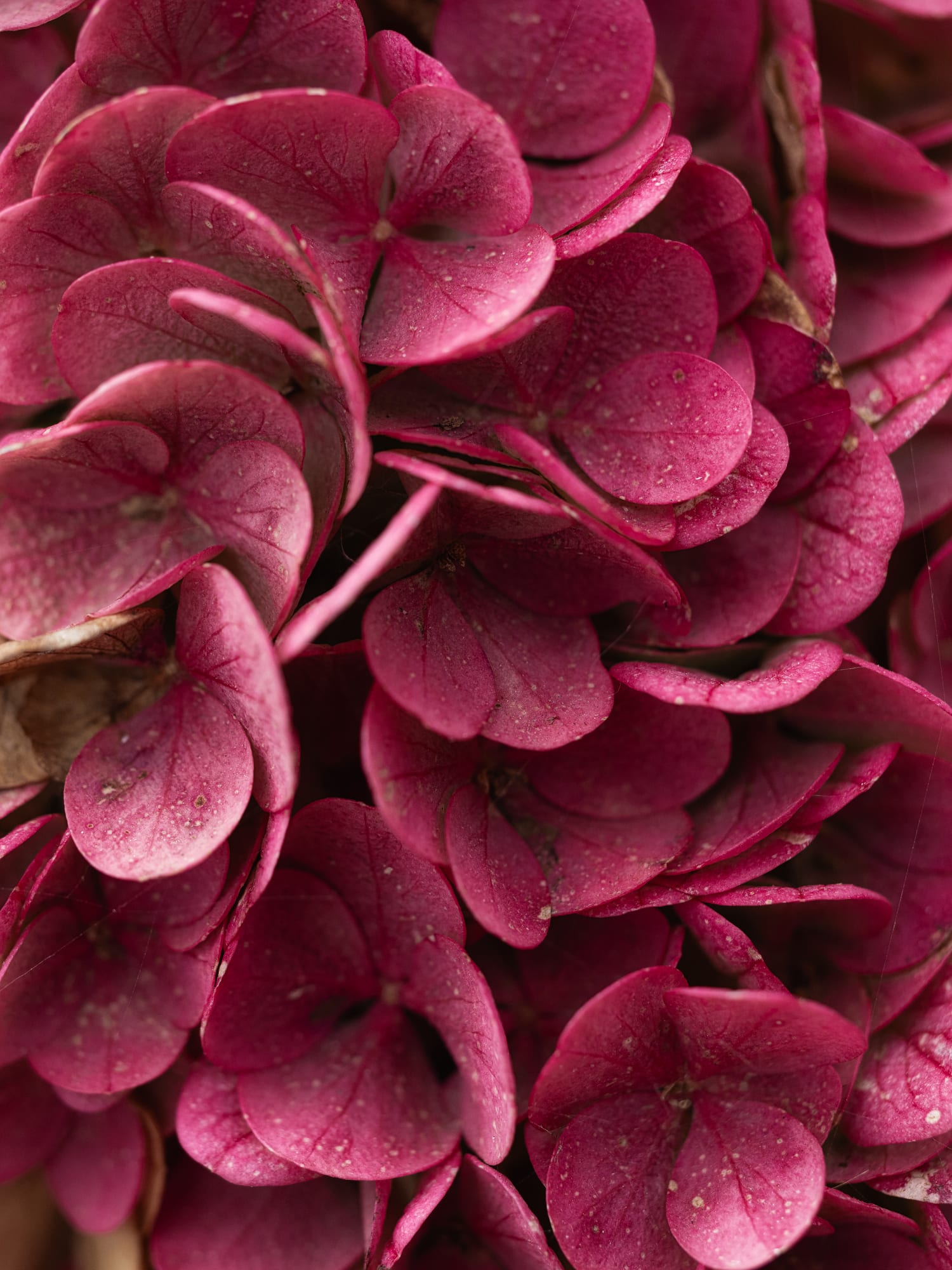 5 astuces imparables pour amener de la lumière dans un jardin sombre