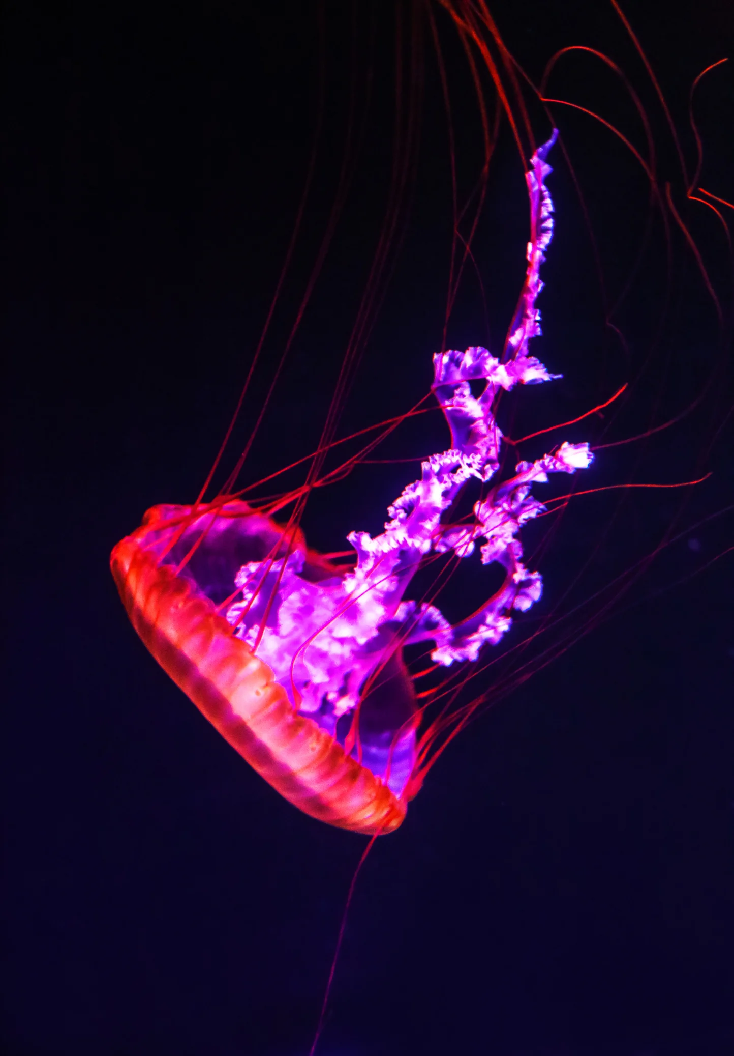 11 extraordinary underwater photographs that bring the depths to you