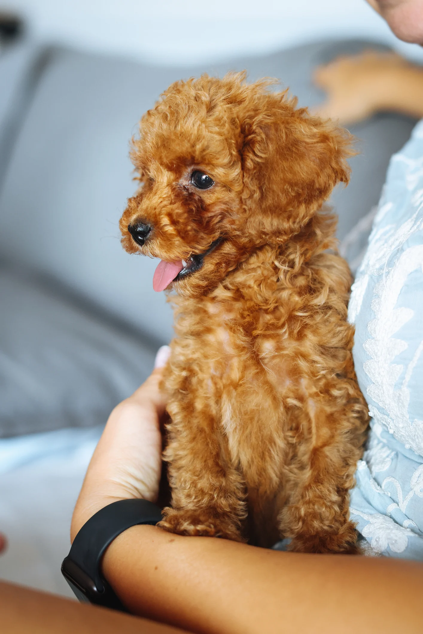 Fanno impazzire tutti: le razze canine più amate del 2022