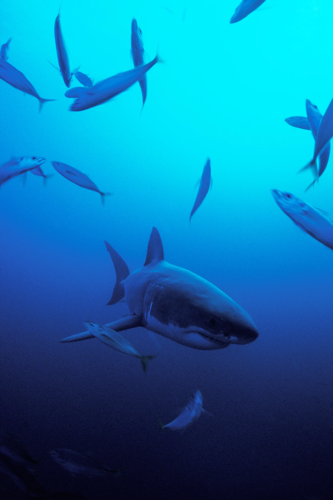 Secret great white shark social club discovered off Mexican coast