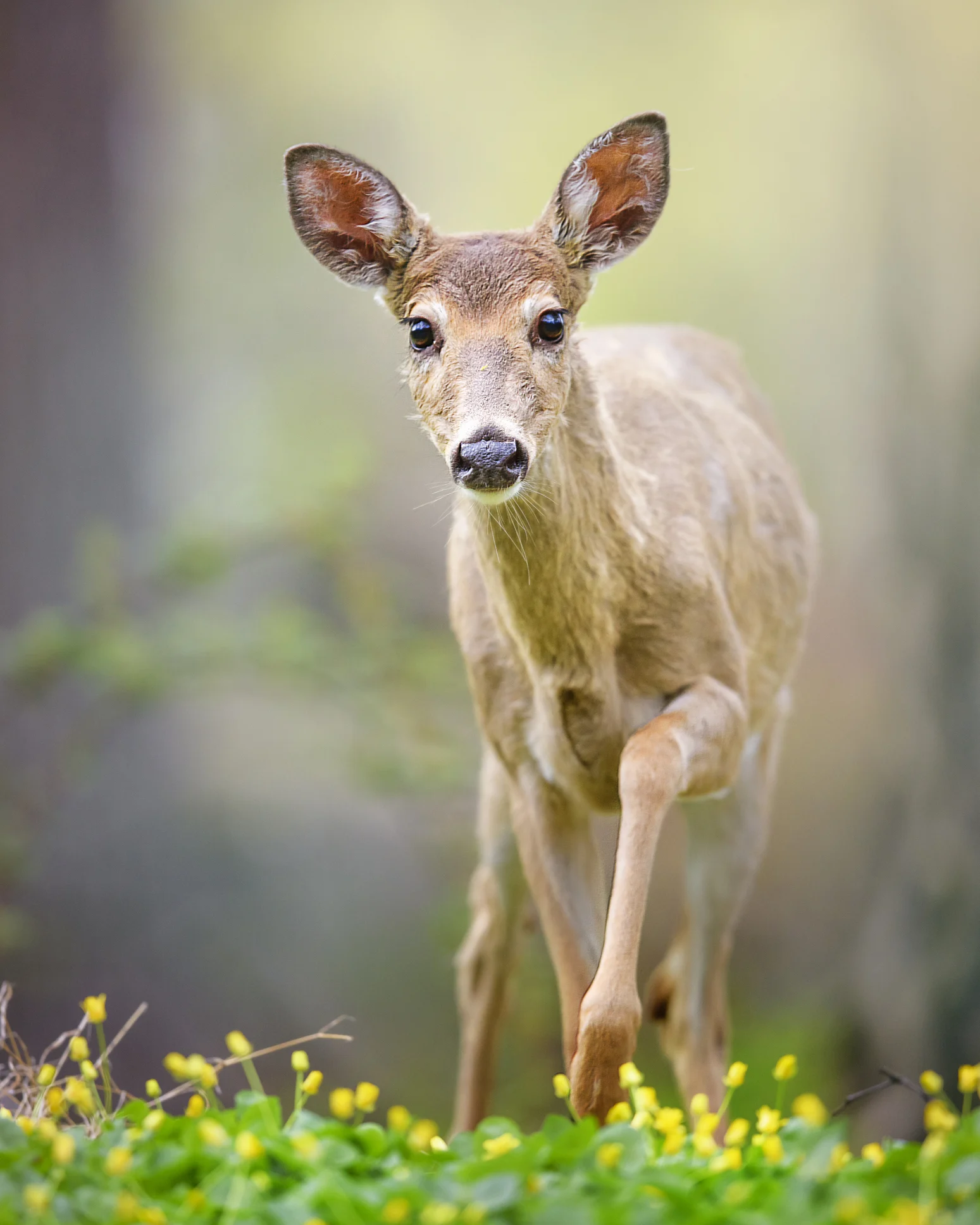مادة مستخلصة من قرون الغزلان تساعد في القضاء على السرطان