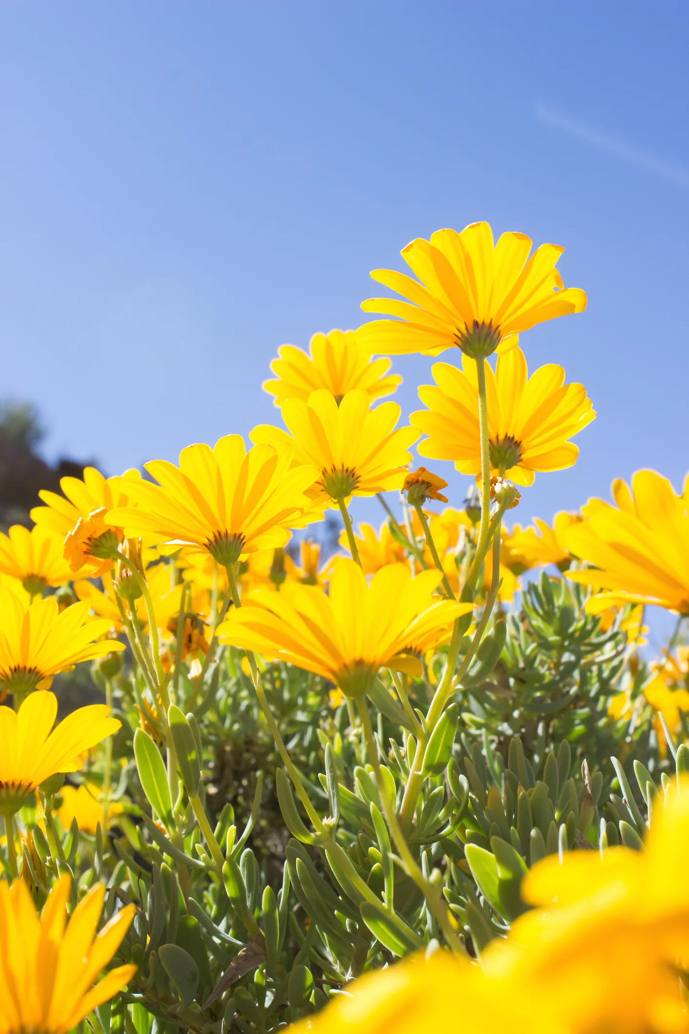 ANALYSIS: Namaqualand daisies are flowering earlier: why it’s a red flag