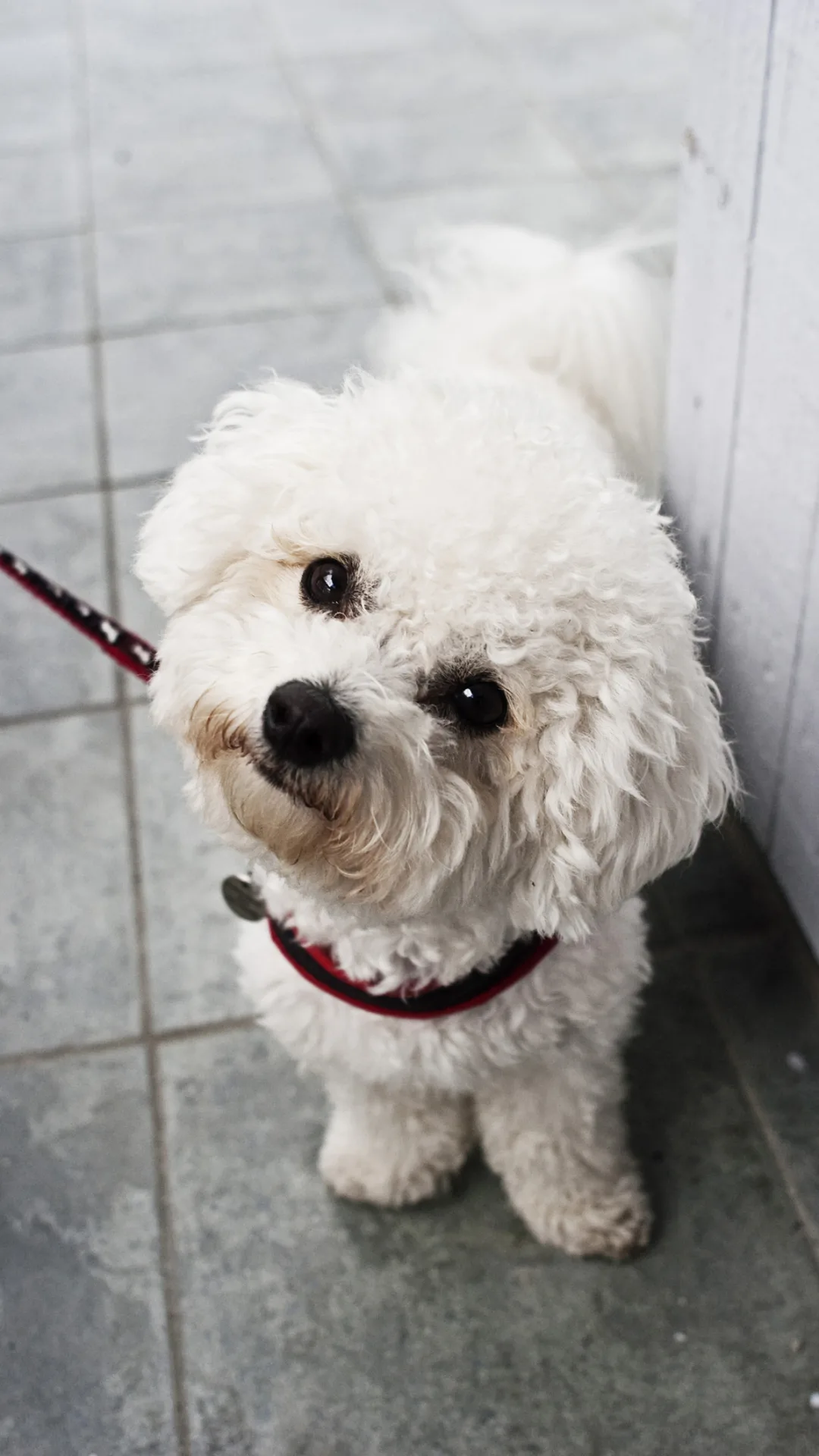 犬嫌いがトイプードル2匹の飼い主に　元保護犬の姿見て「幸せな気分」