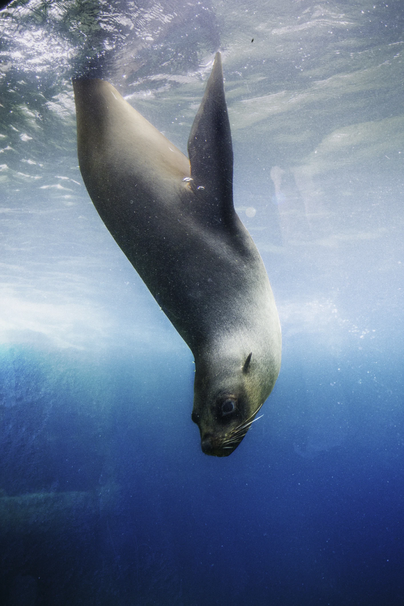 Seals use their whiskers to locate prey when hunting in the dark