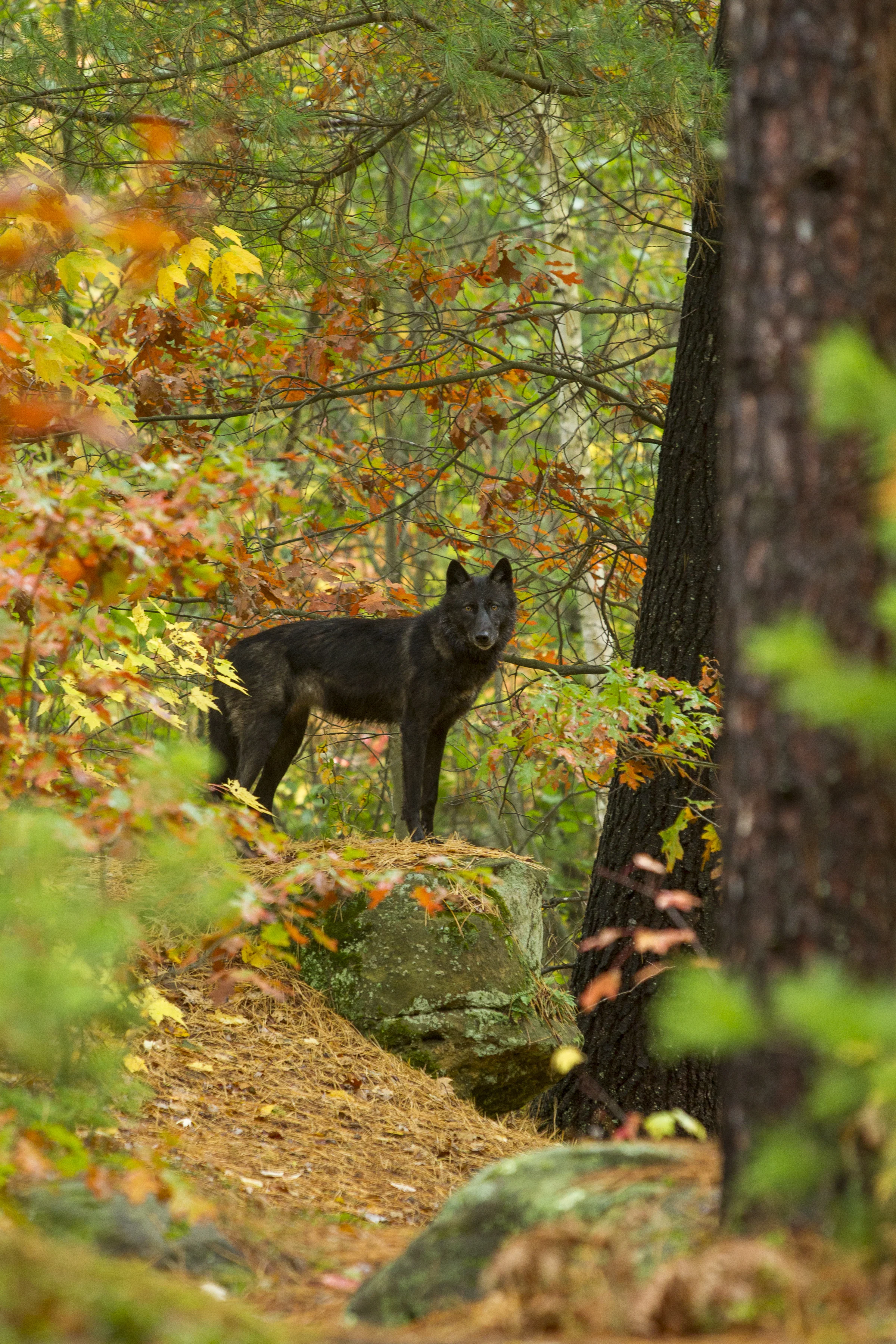 ハンターが最も忌避すべきもの、「誤射する可能性」と「される危険性」