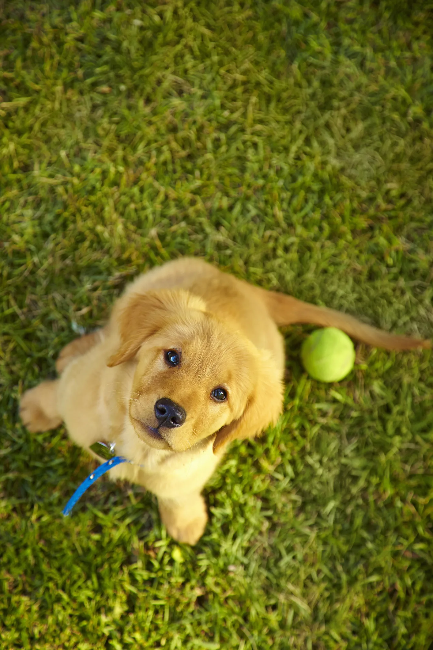 Cachorros precisam pegar mais leve nas brincadeiras; ensine-o