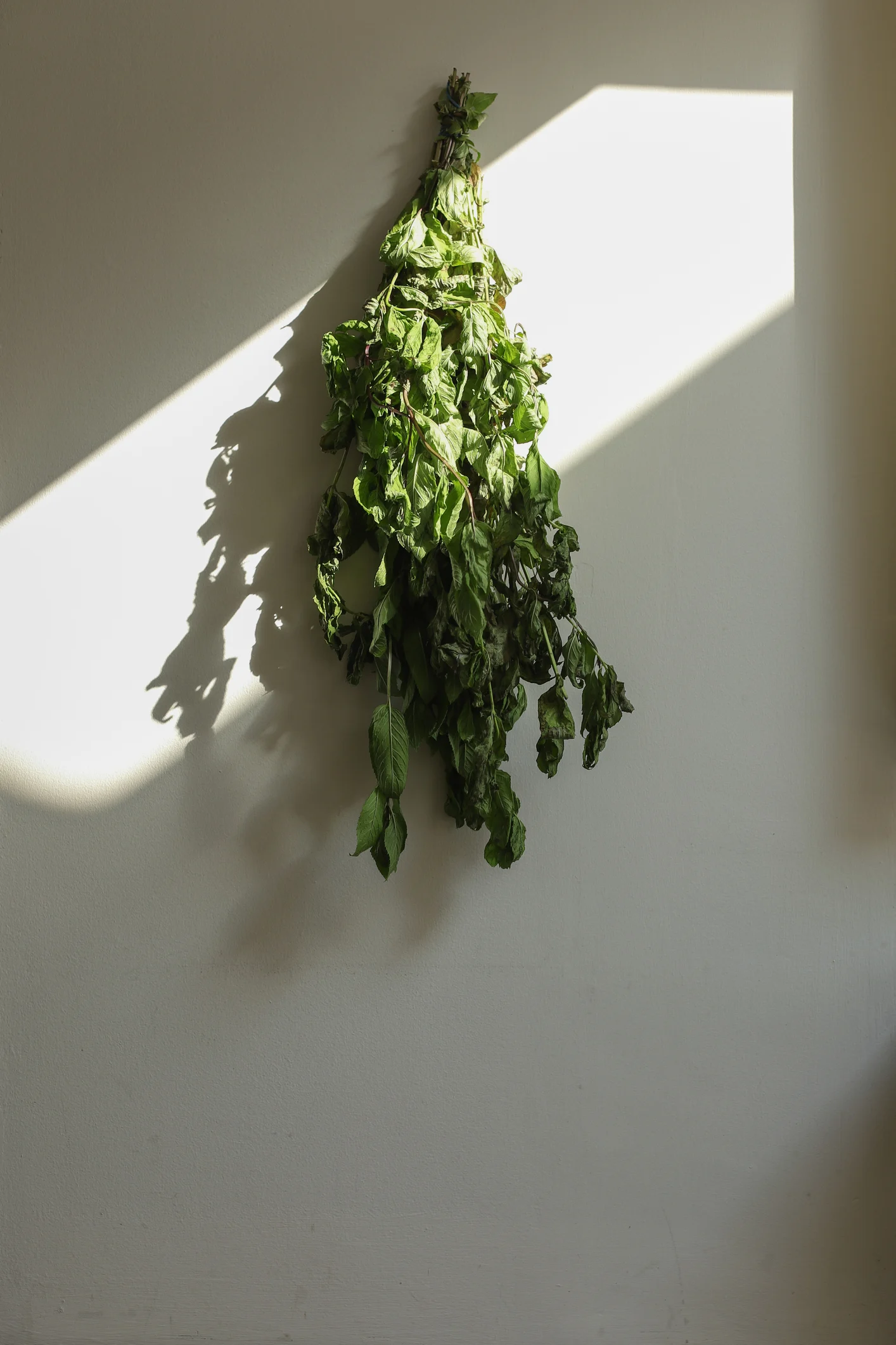 النعناع المجفف .. فوائد صحية تفوق النعناع الطازج | المطبخ الشامي