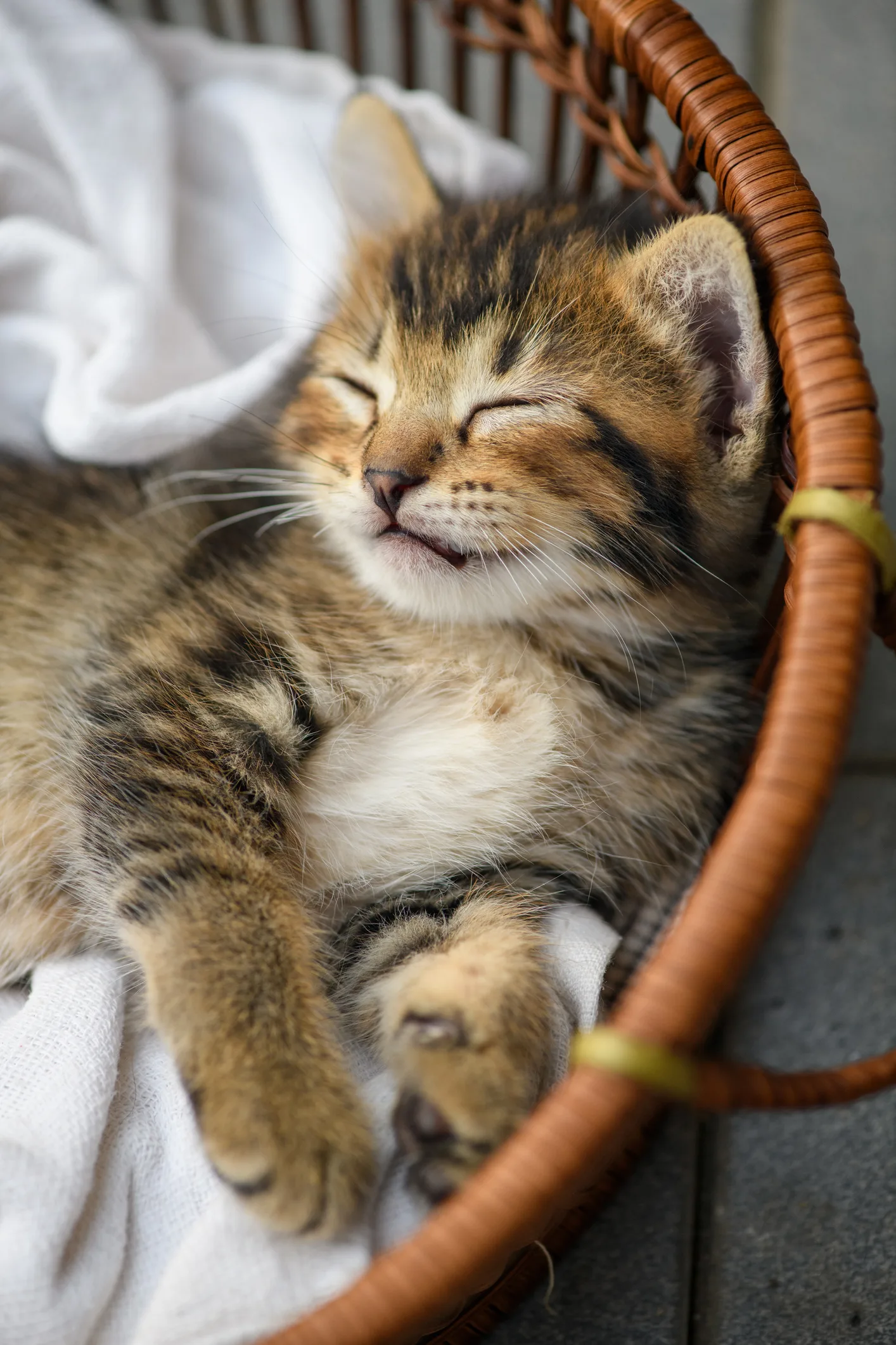 Sleeping less than the recommended amount can cause fat to line organs