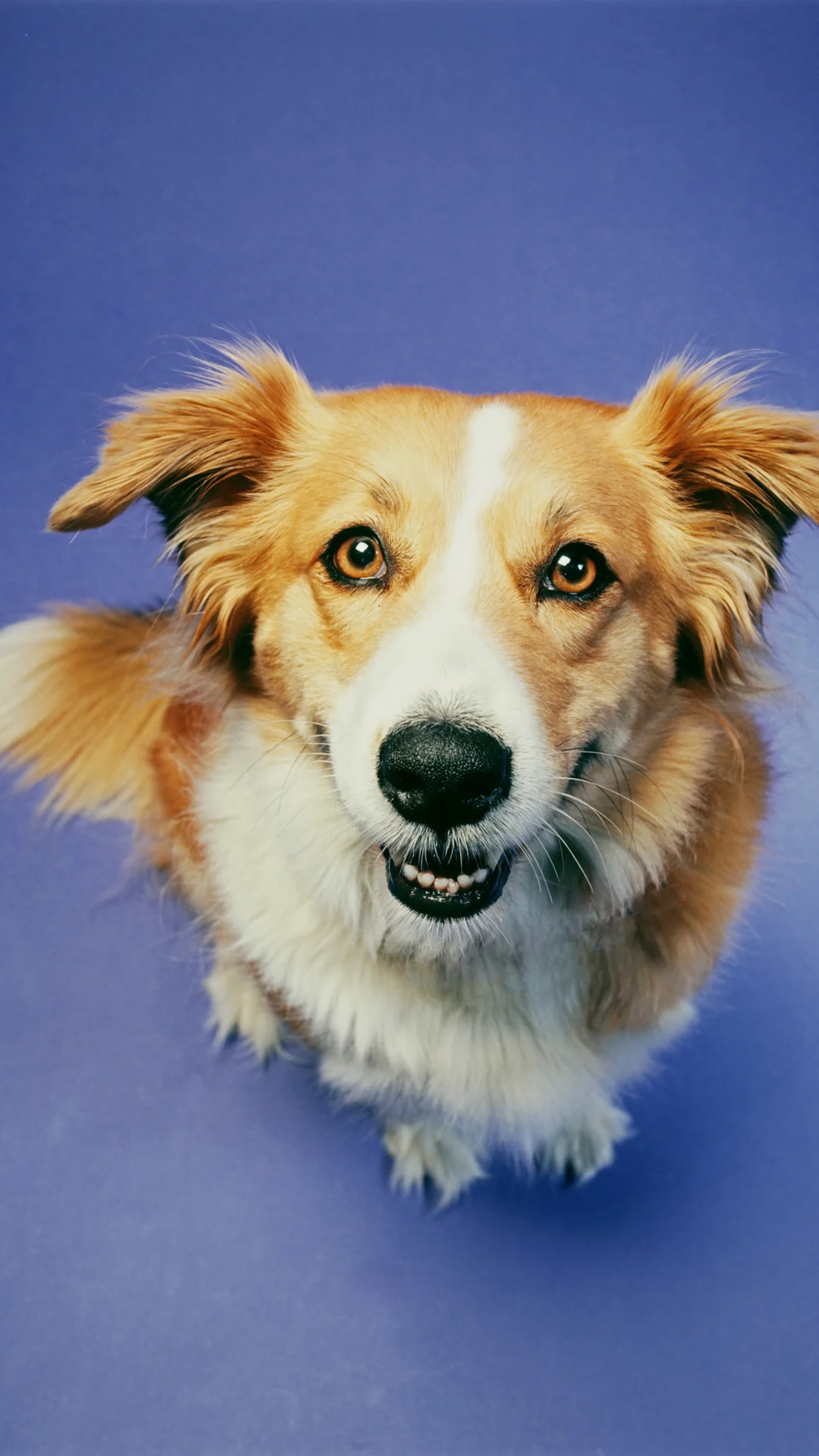 ¡Amalo como cuando era una cachorro! Consejos para cuidar de tu perro si ya está “viejito”