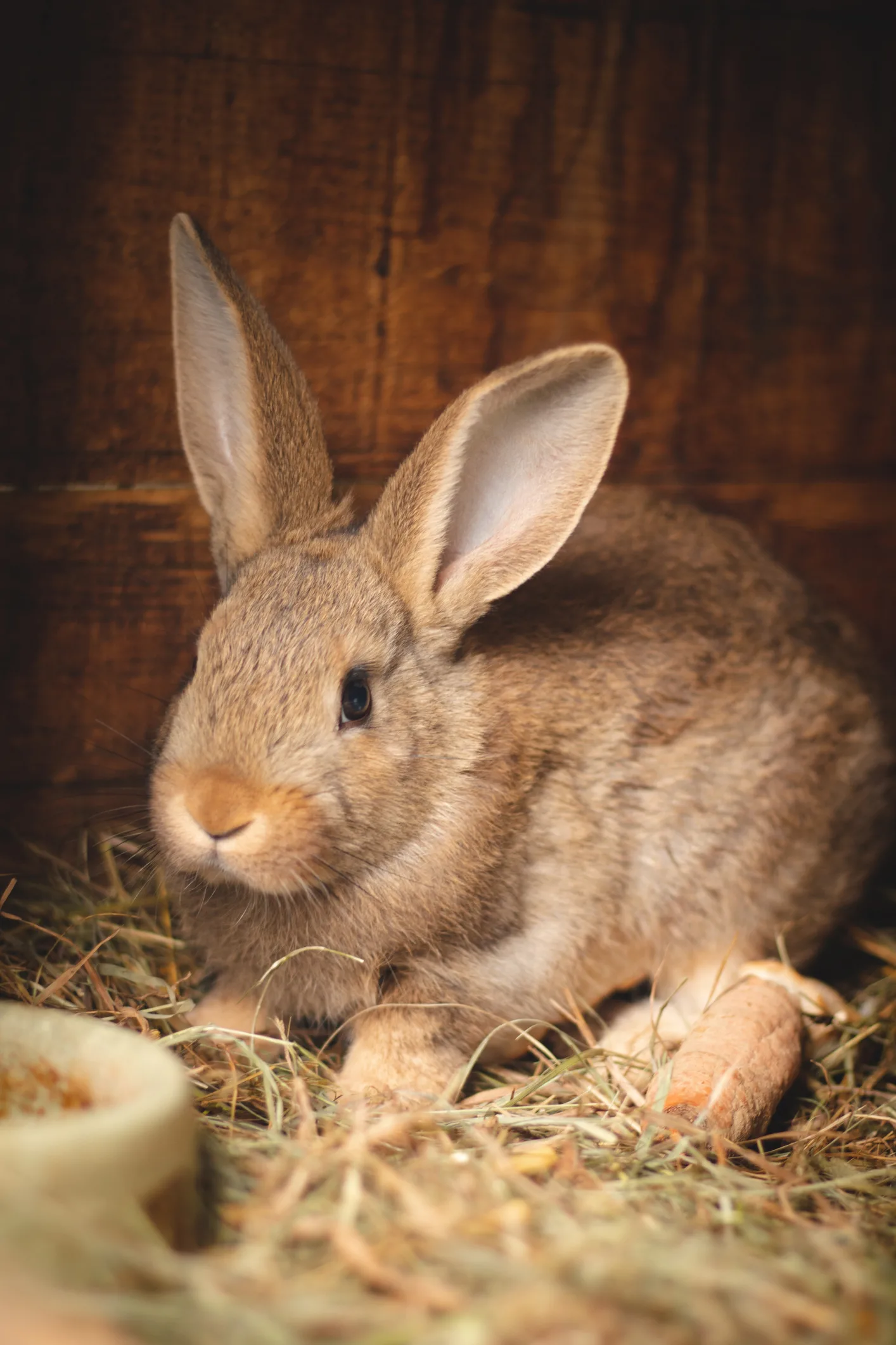 Ces 15 photos de lapins vont vous faire fondre à coup sûr