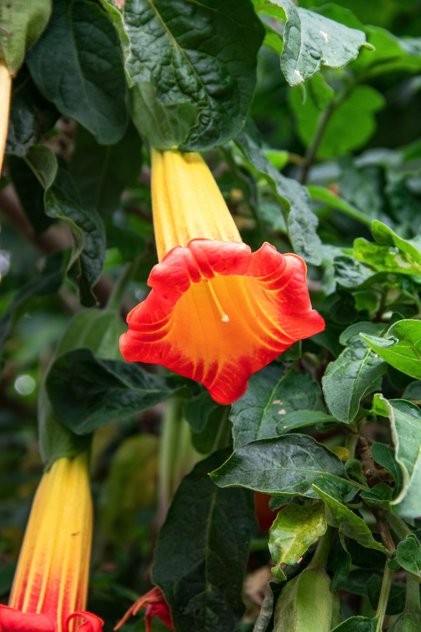 Come coltivare la datura, senza temere la sua tossicità