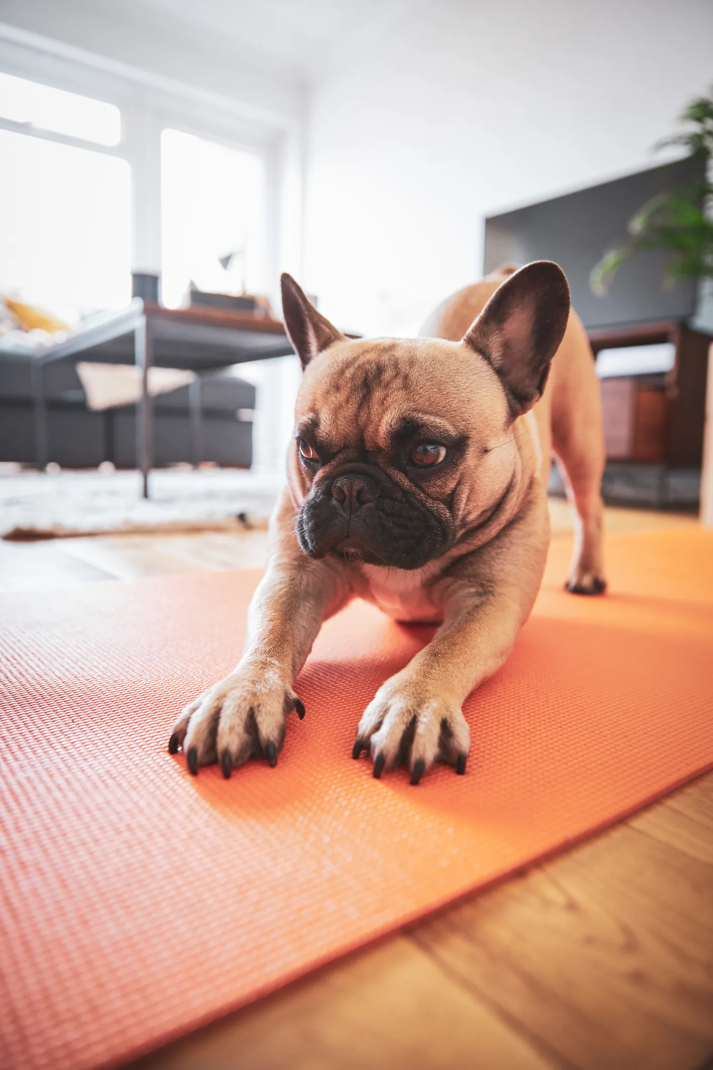 3 deportes ideales para practicar con tu mascota