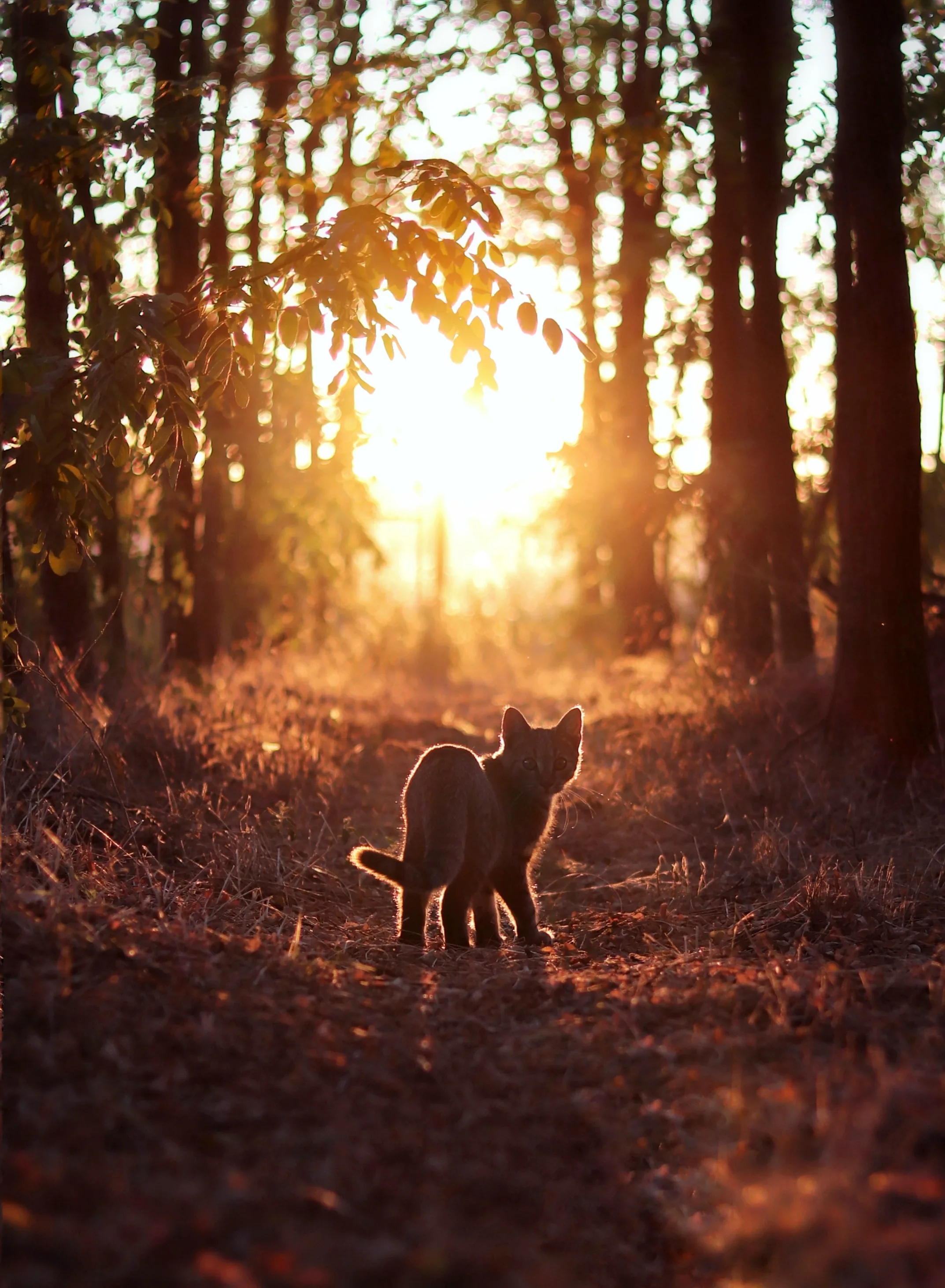 Woman goes on incredible mountain hiking adventures - with her cat in tow