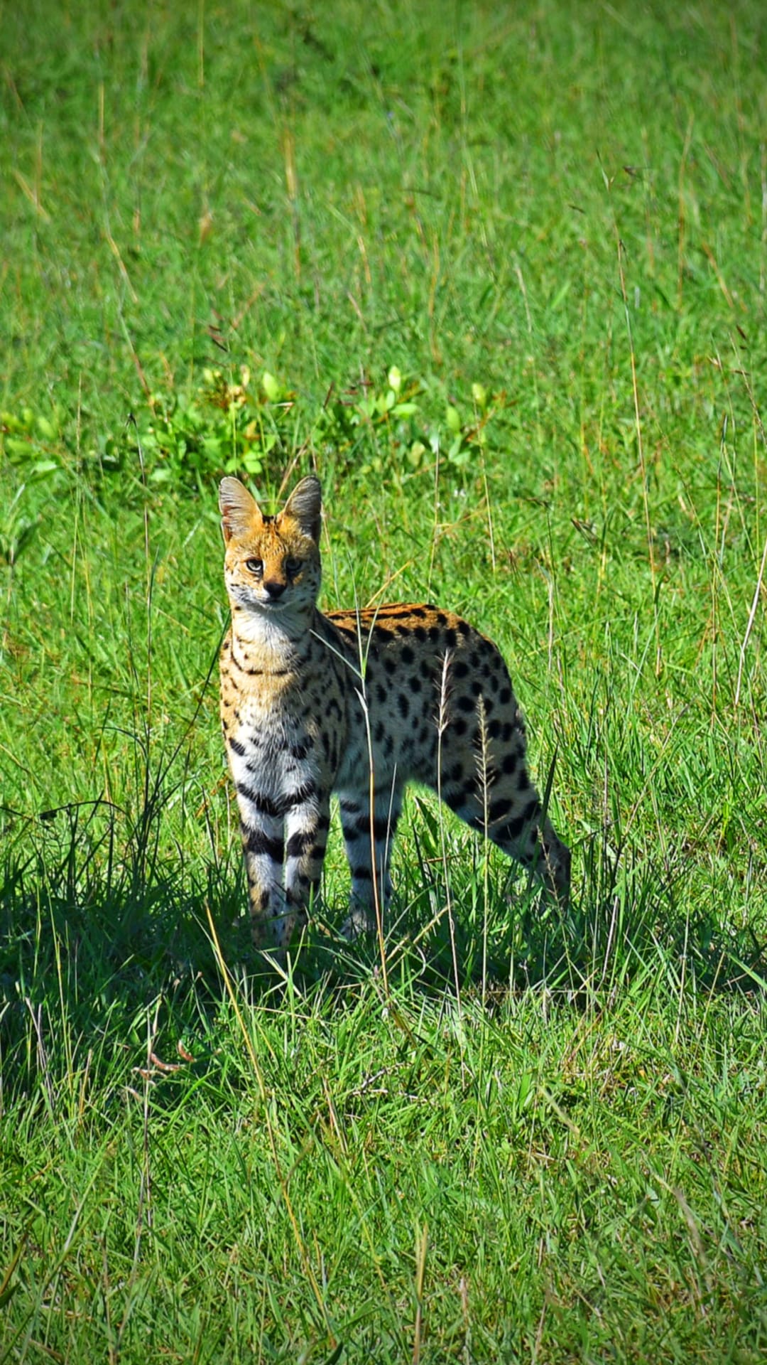 Exotische Katzen als Trend-Tiere fürs Wohnzimmer