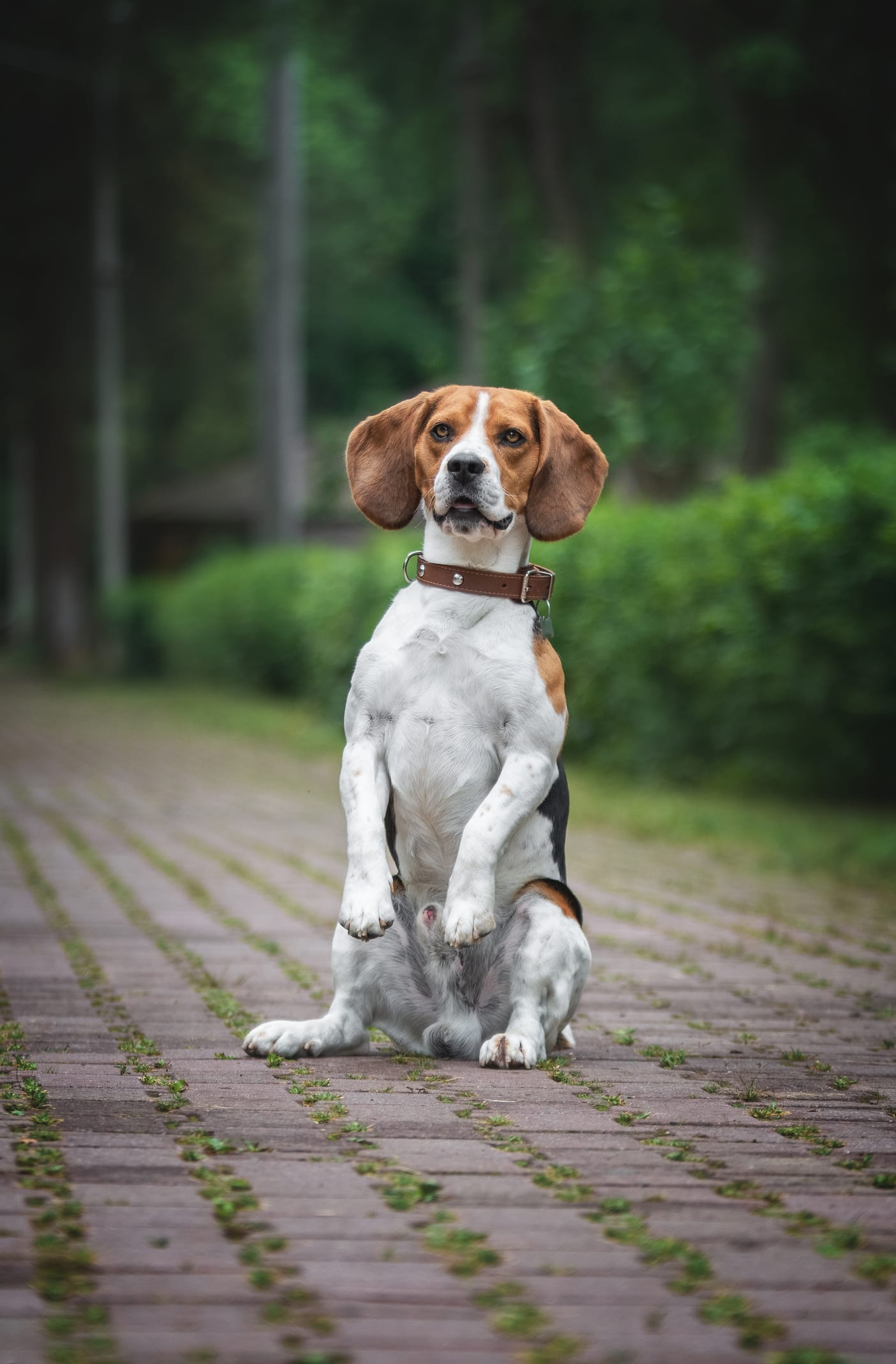 สุนัขบีเกิลหนีออกจากบ้าน ก่อนจะกลับมาพร้อมรางวัลที่ 3 จากงานประกวดสุนัข