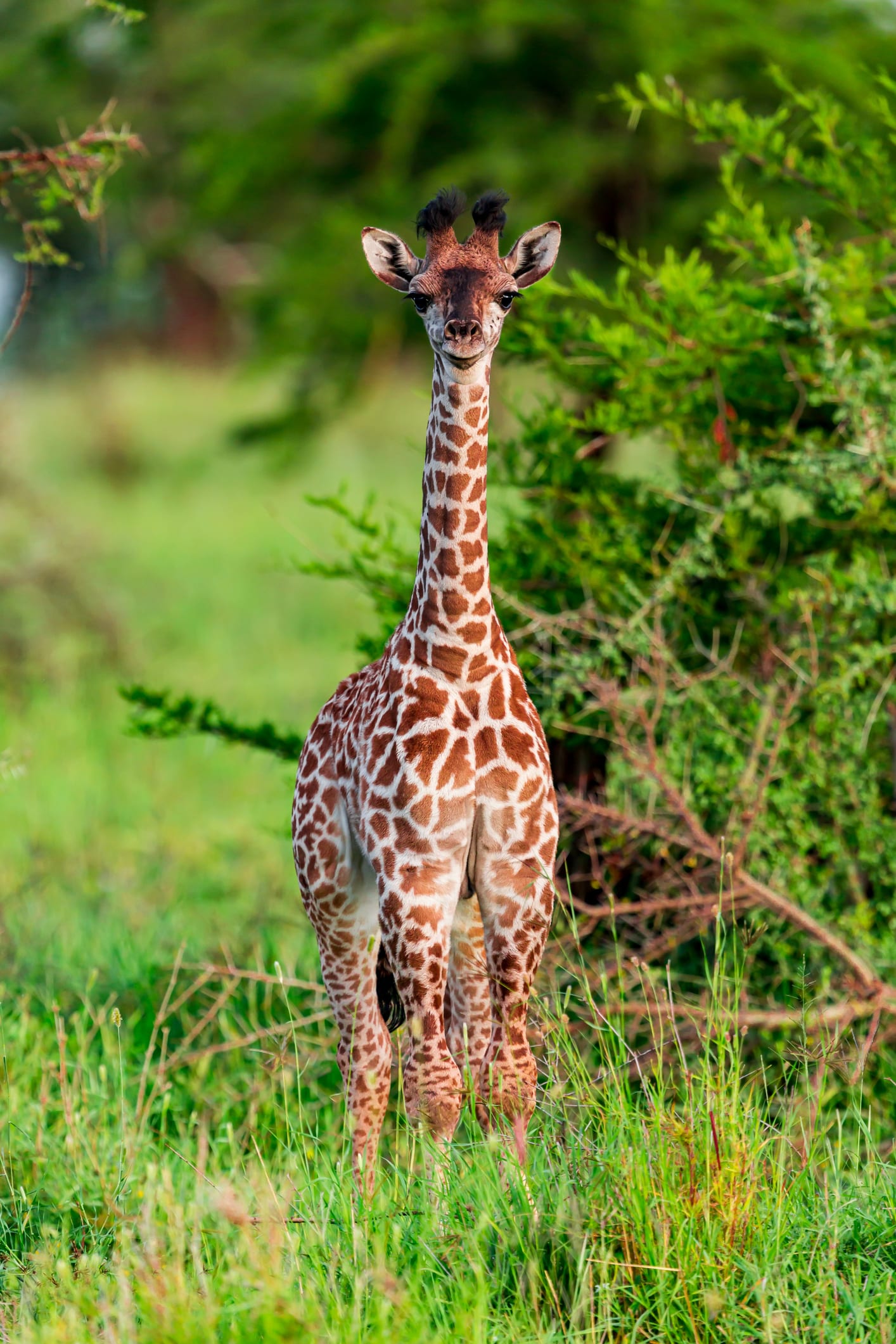 Safari en Tanzania para compartir la vida y conectar con los masai