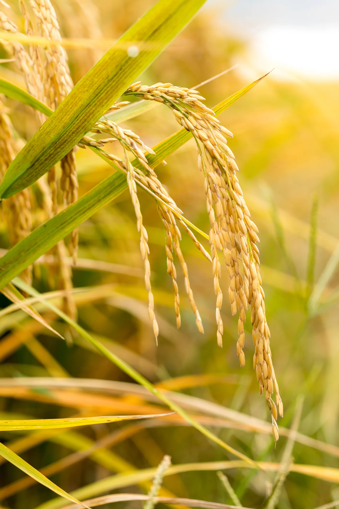 'Sống khỏe' với mô hình lúa tôm