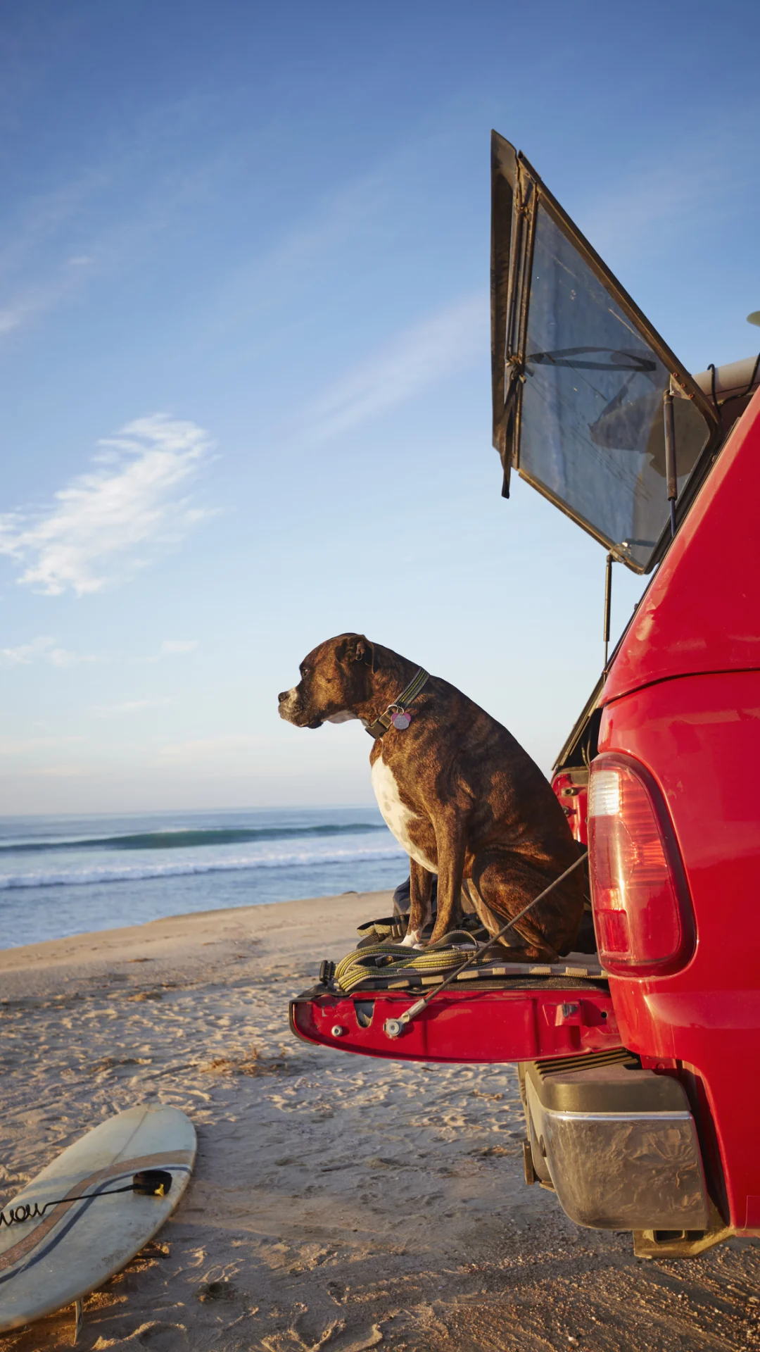 Vacaciones con tus mascotas: 5 tips para que no corran riesgos