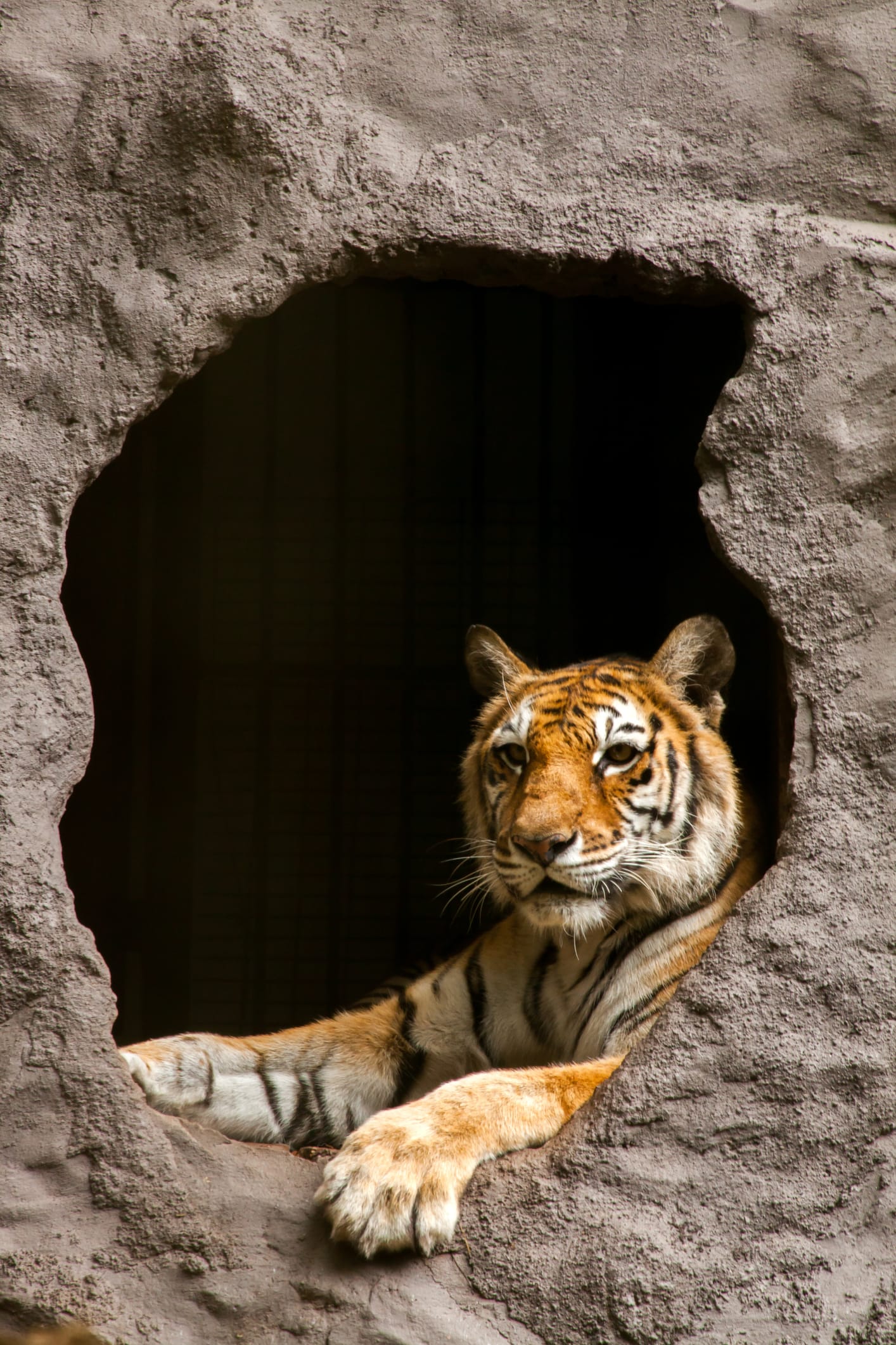 13 มี.ค.นี้ เตรียมชม Mini Zoo ระหว่างรอก่อสร้างสวนสัตว์แห่งใหม่