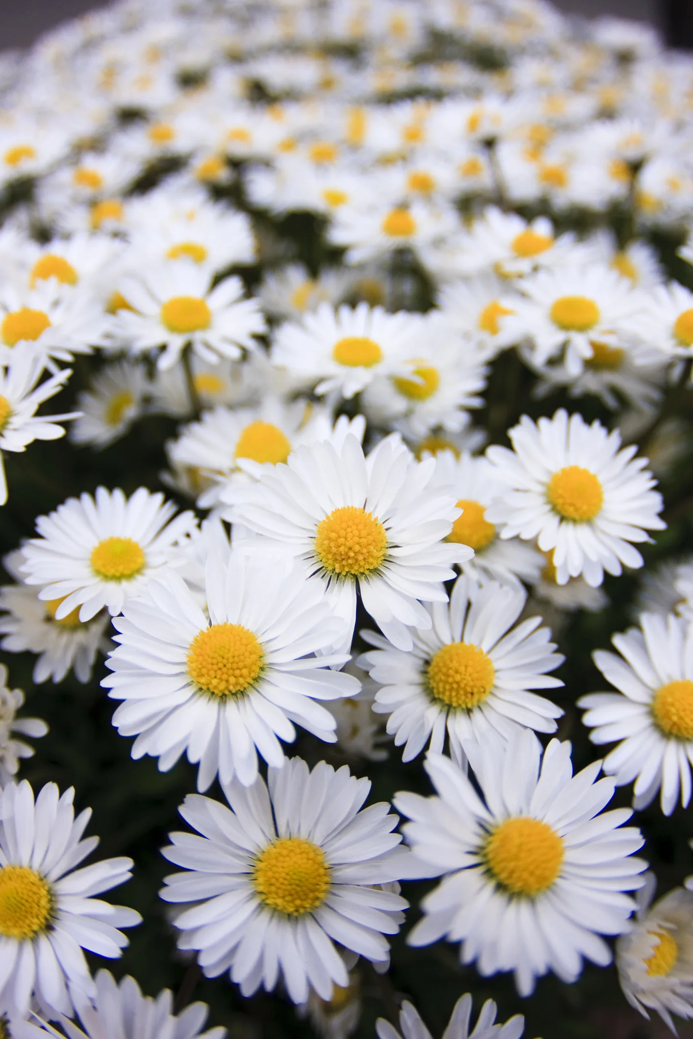 14 plantas de exterior para que puedas presumir de jardín y terraza