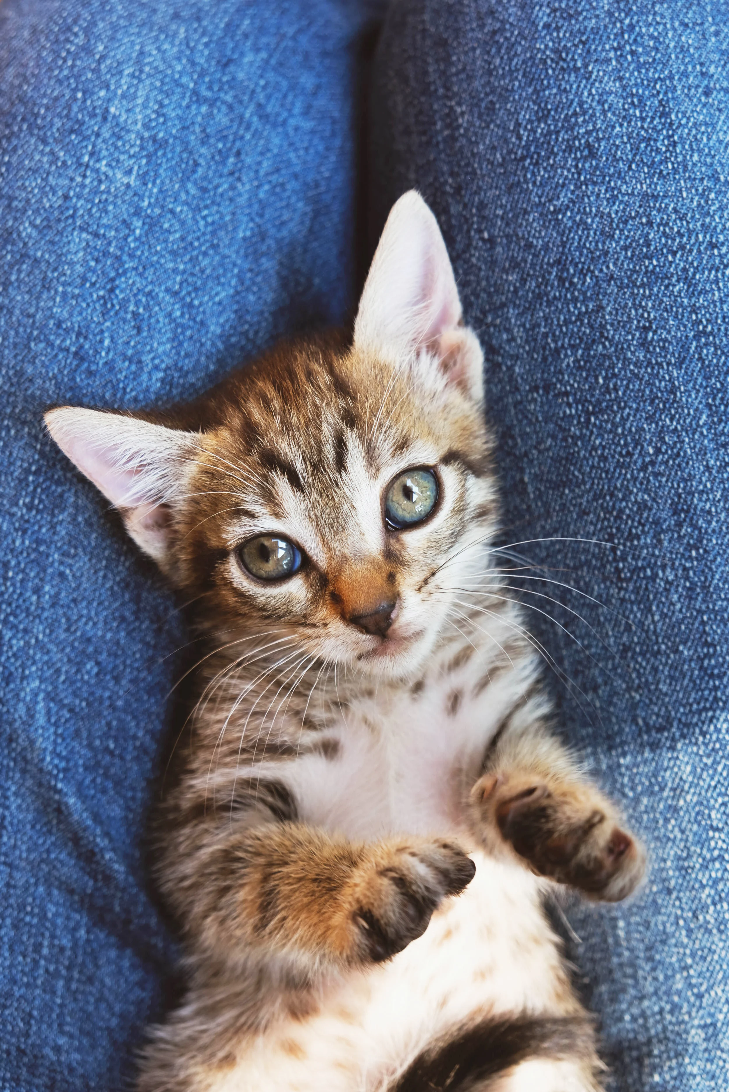 超定番のブルージーンズ、おしゃれプロはどう着てる？